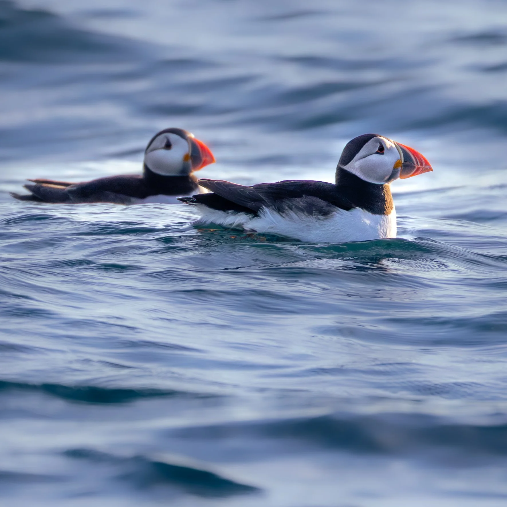 Puffins on the sea just off the cliffs where they breed in South Purbeck