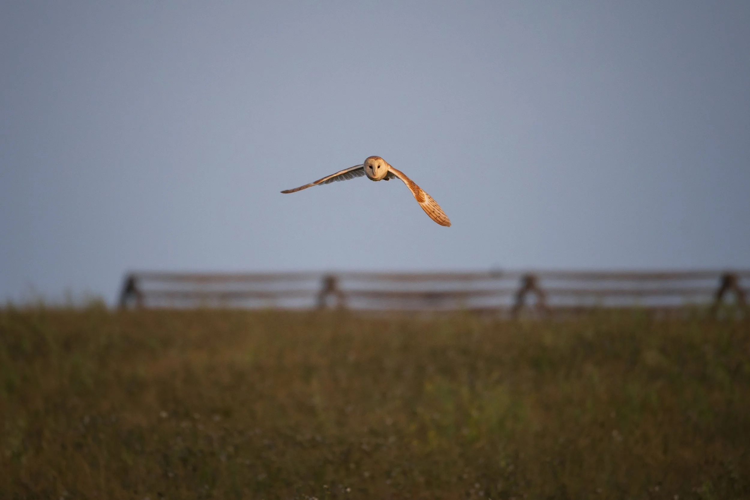 Long view of Barn Owl - St.Aldhelm's Head, South Purbeck 
