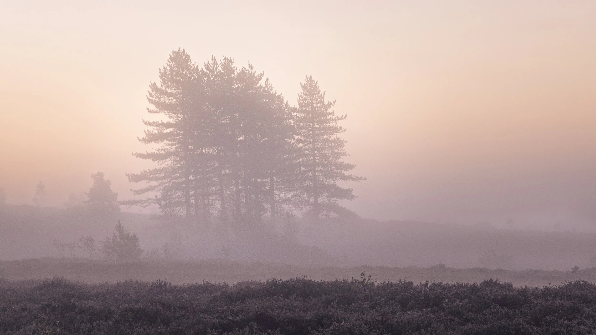 Morning mist at sunrise on Slepe Heath - Part of the Purbeck Heaths National Nature Reserve