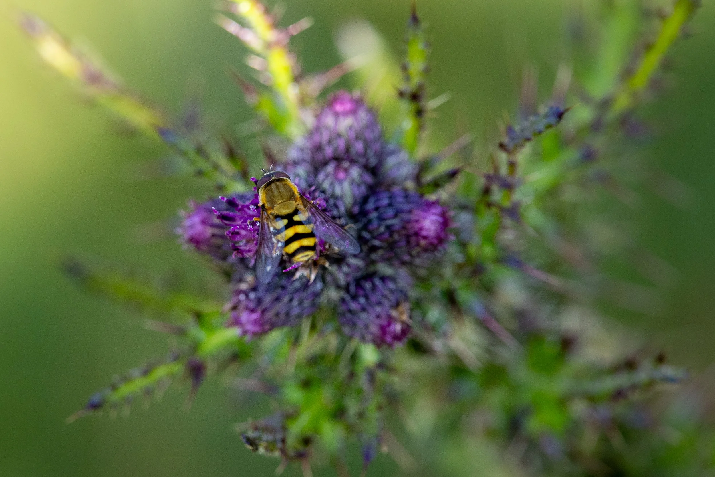 Hoverfly on thistle. 