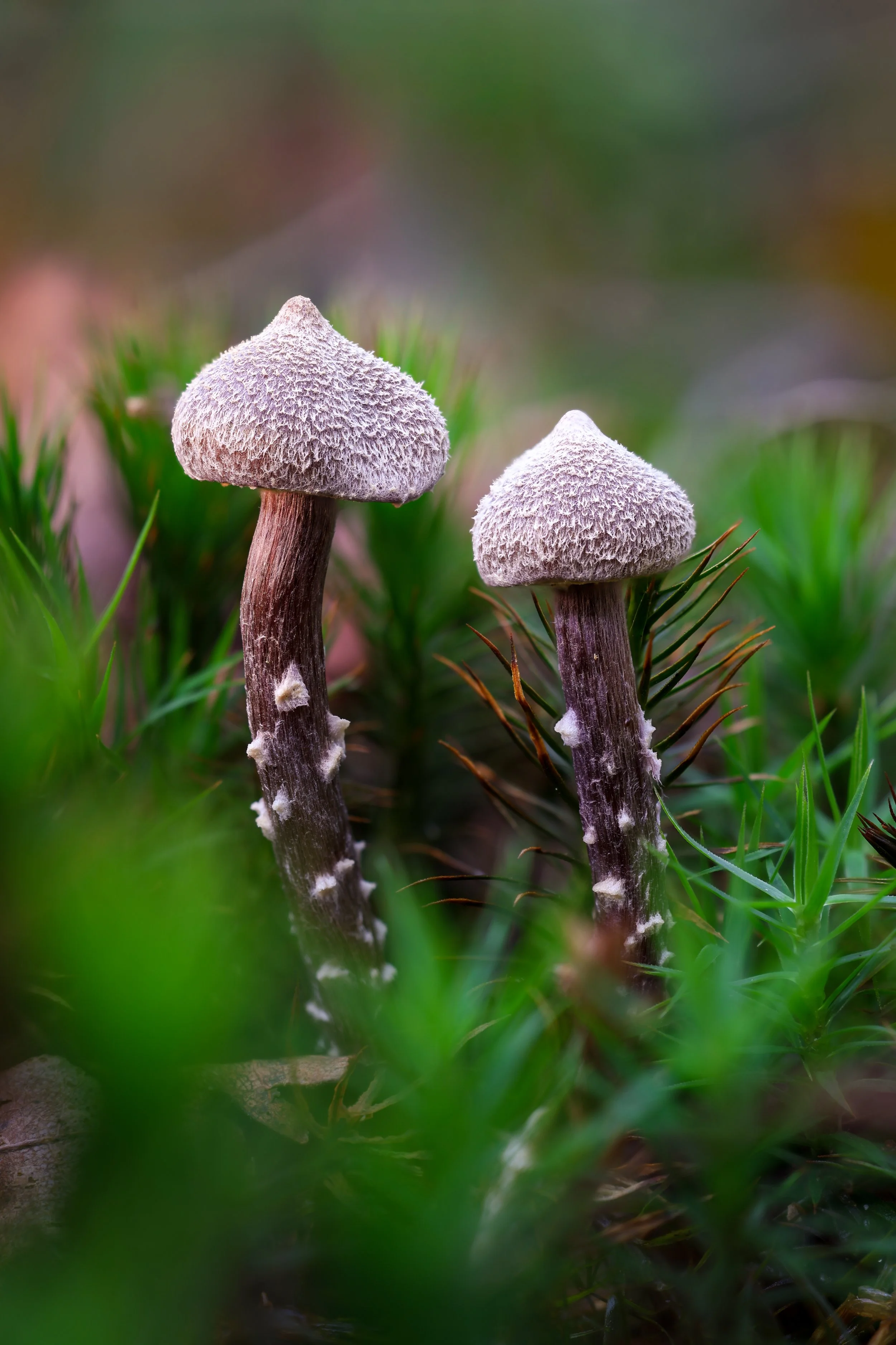 Mushroom twins.jpg