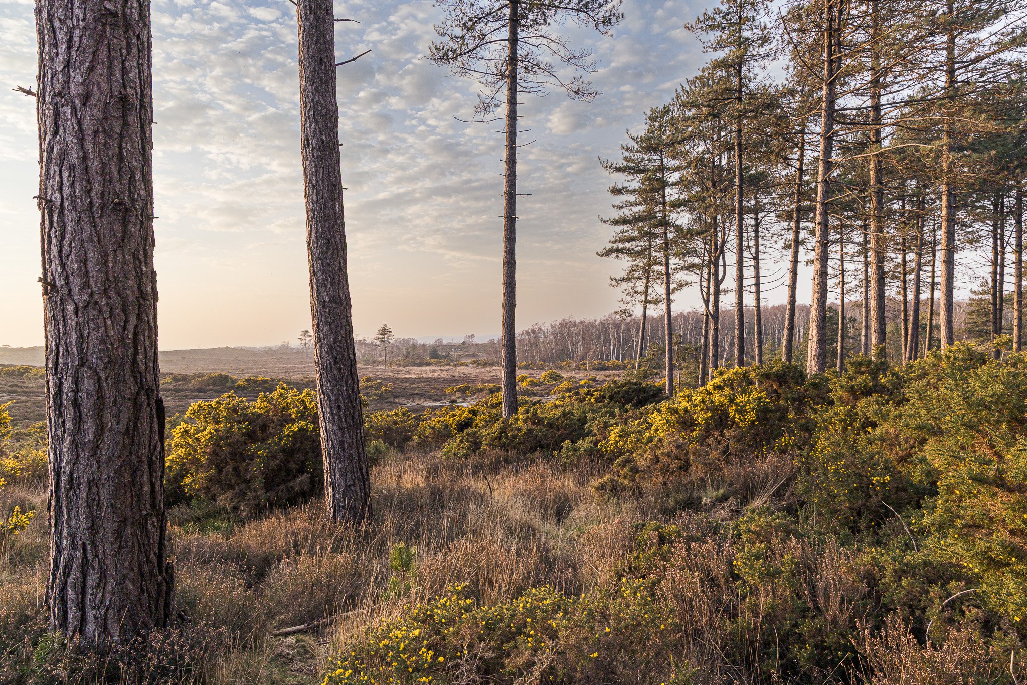 Slepe Heath Summer evening. Looking across the Heath from a small pine wood. 