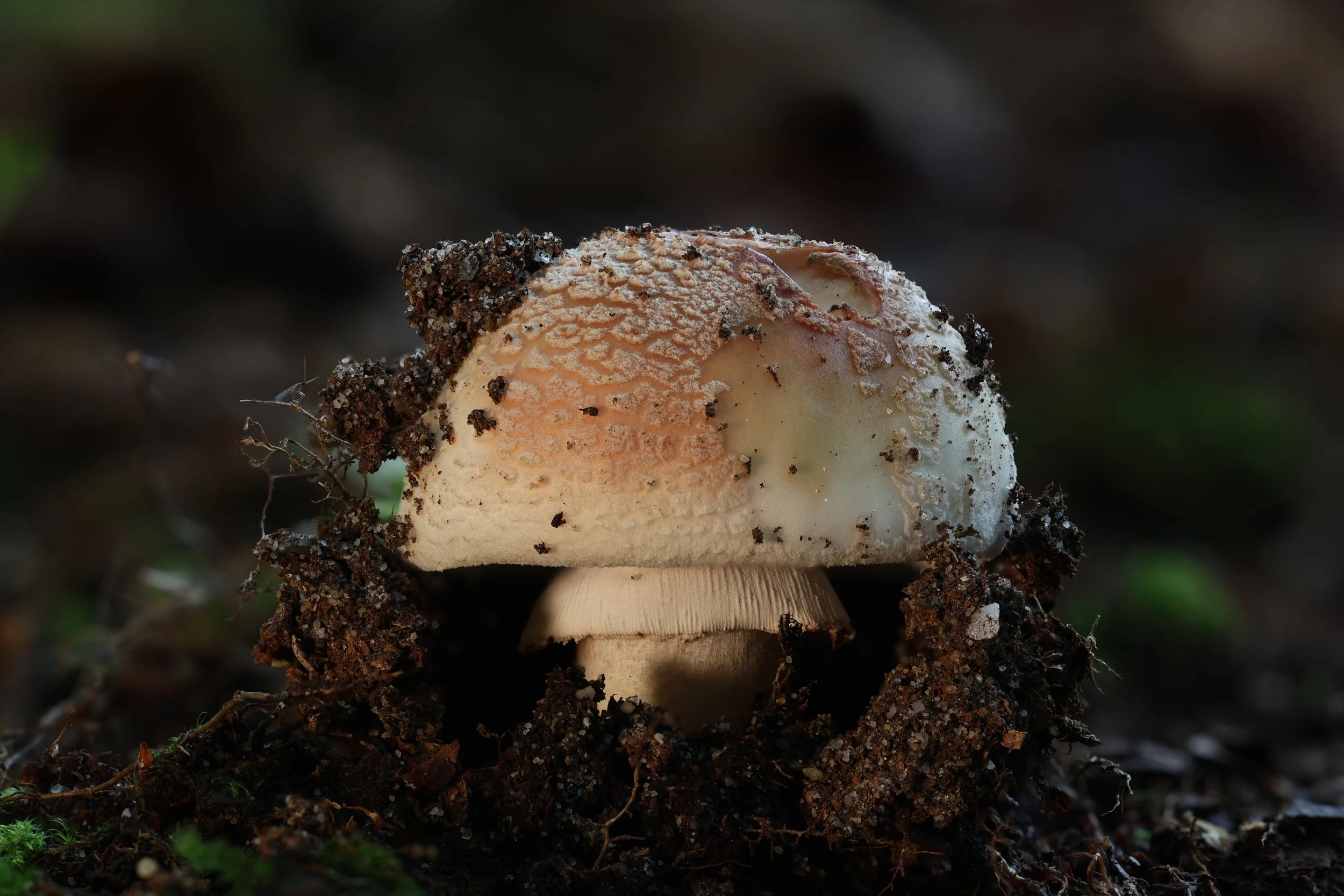 Mushroom emerging from ground.JPG