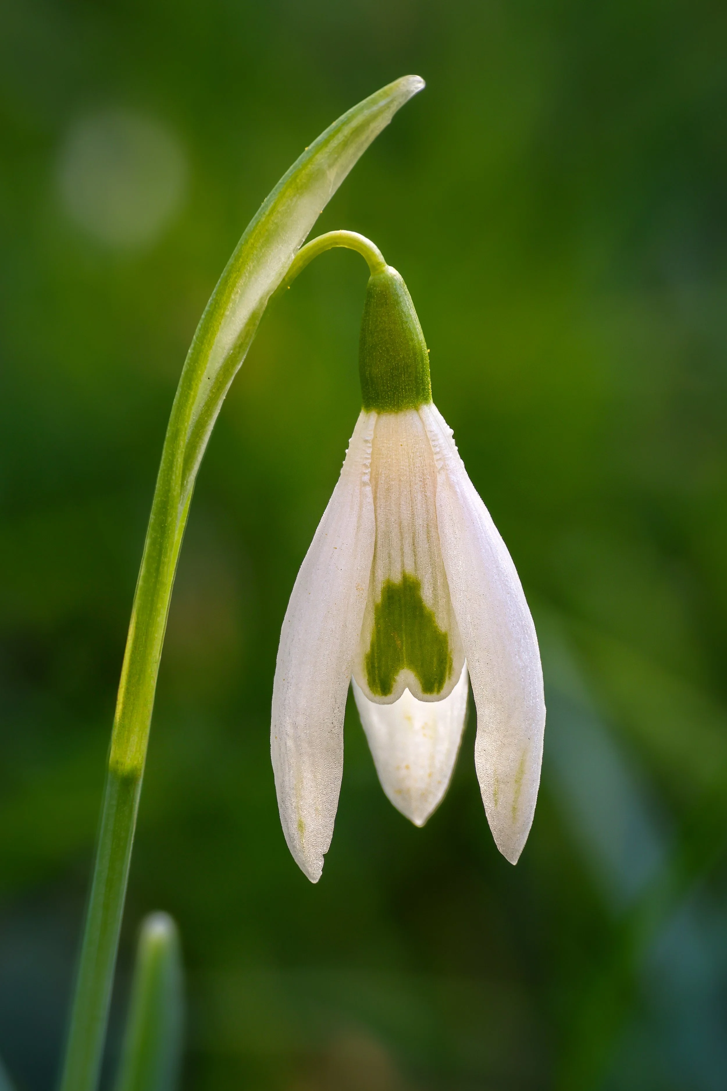 Snowdrop at Arne Church