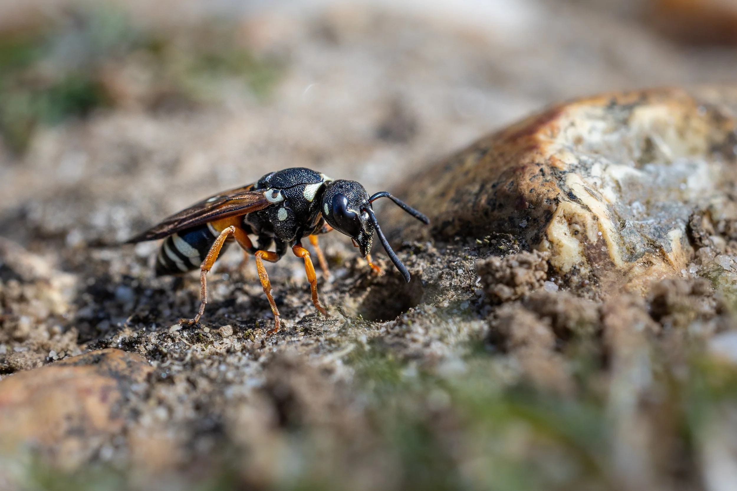 Purbeck Mason wasp on Middlebere Heath about to enter its chamber