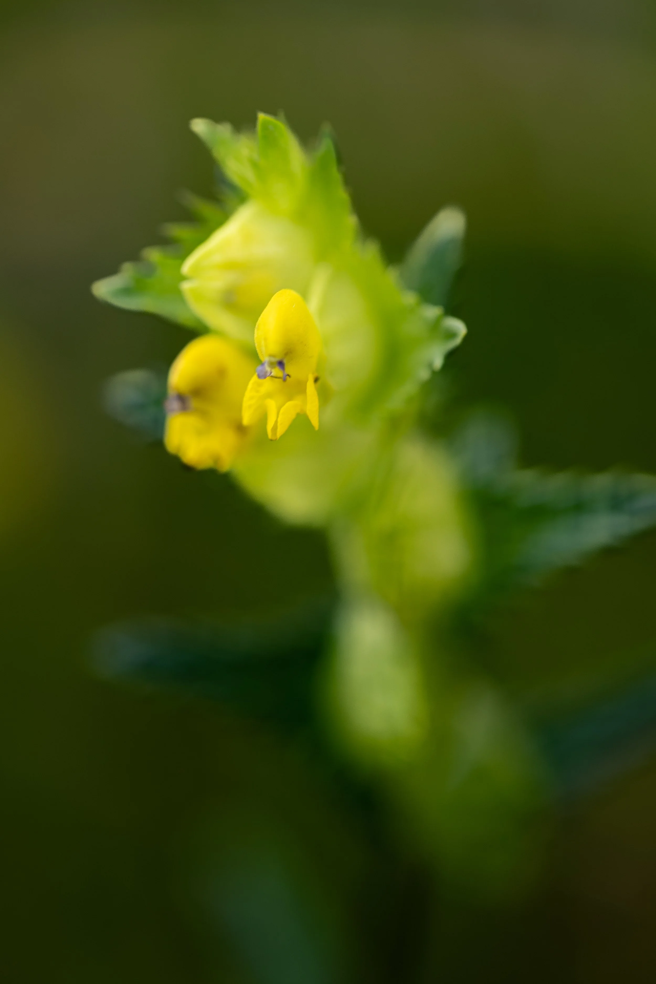 Yellow Rattle, the meadow maker... In a field in south Purbeck