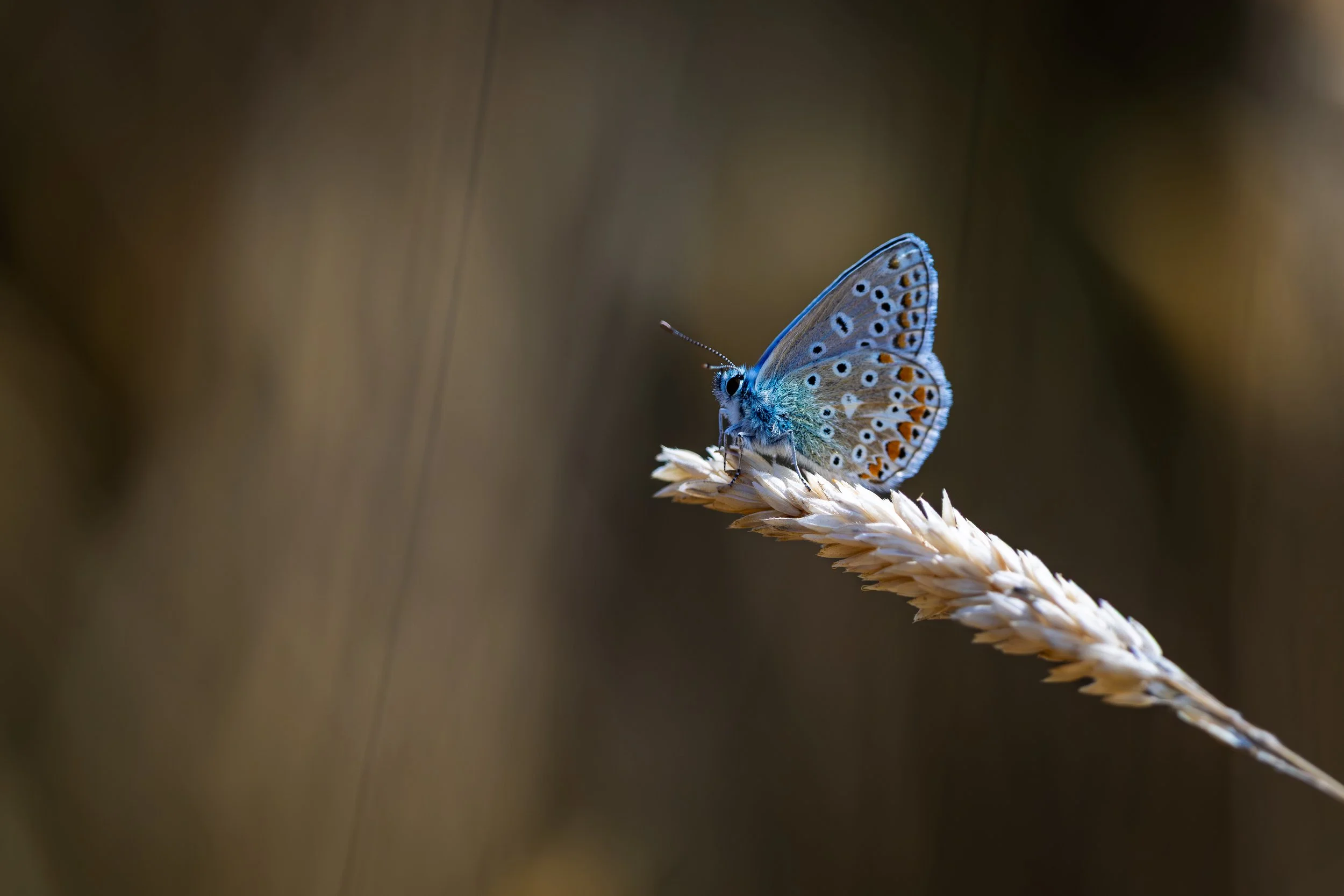 Common Blue Butterfly on grass seed head - Scotland Meadows