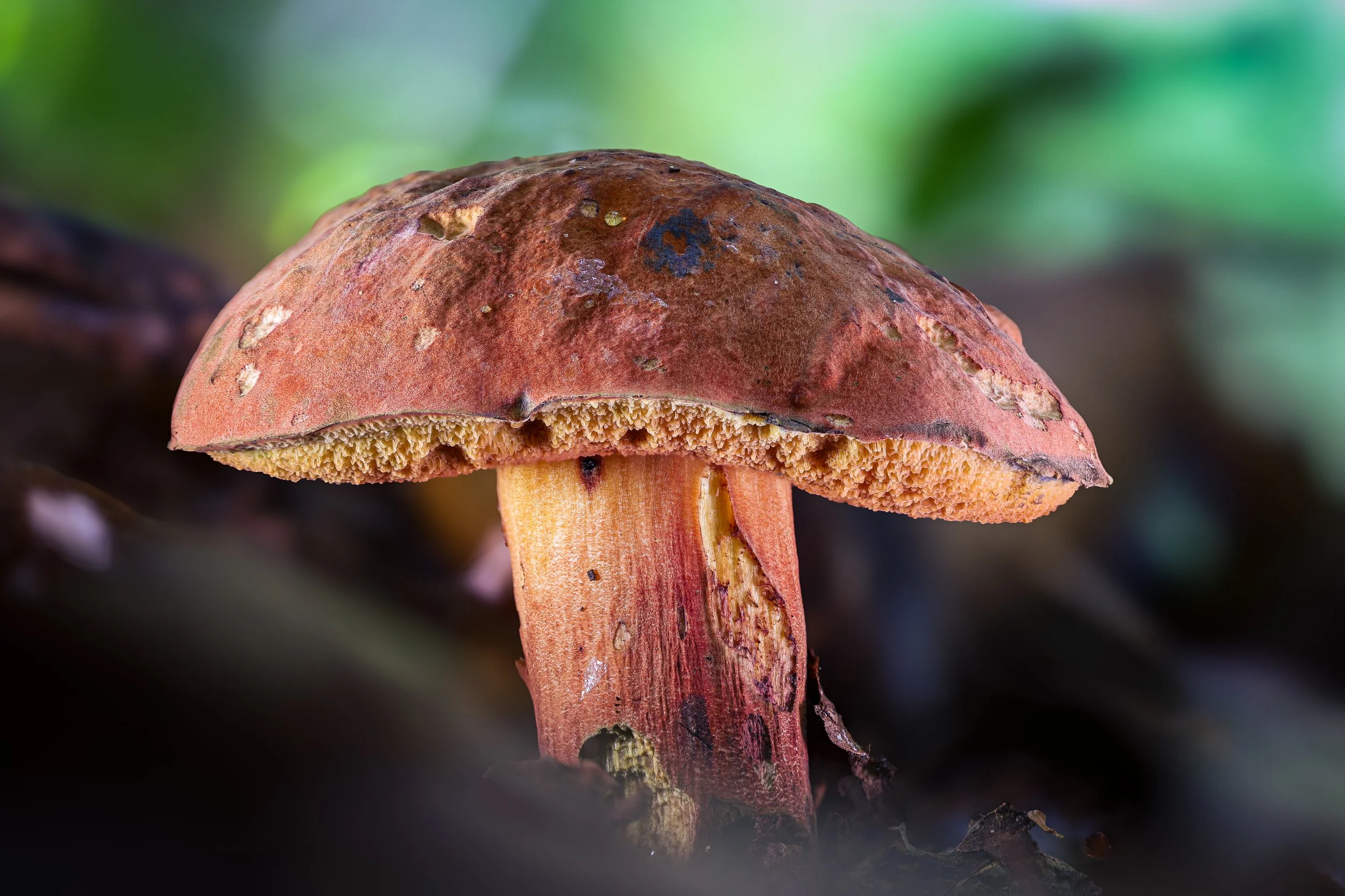 Mushroom with green backdrop.jpg