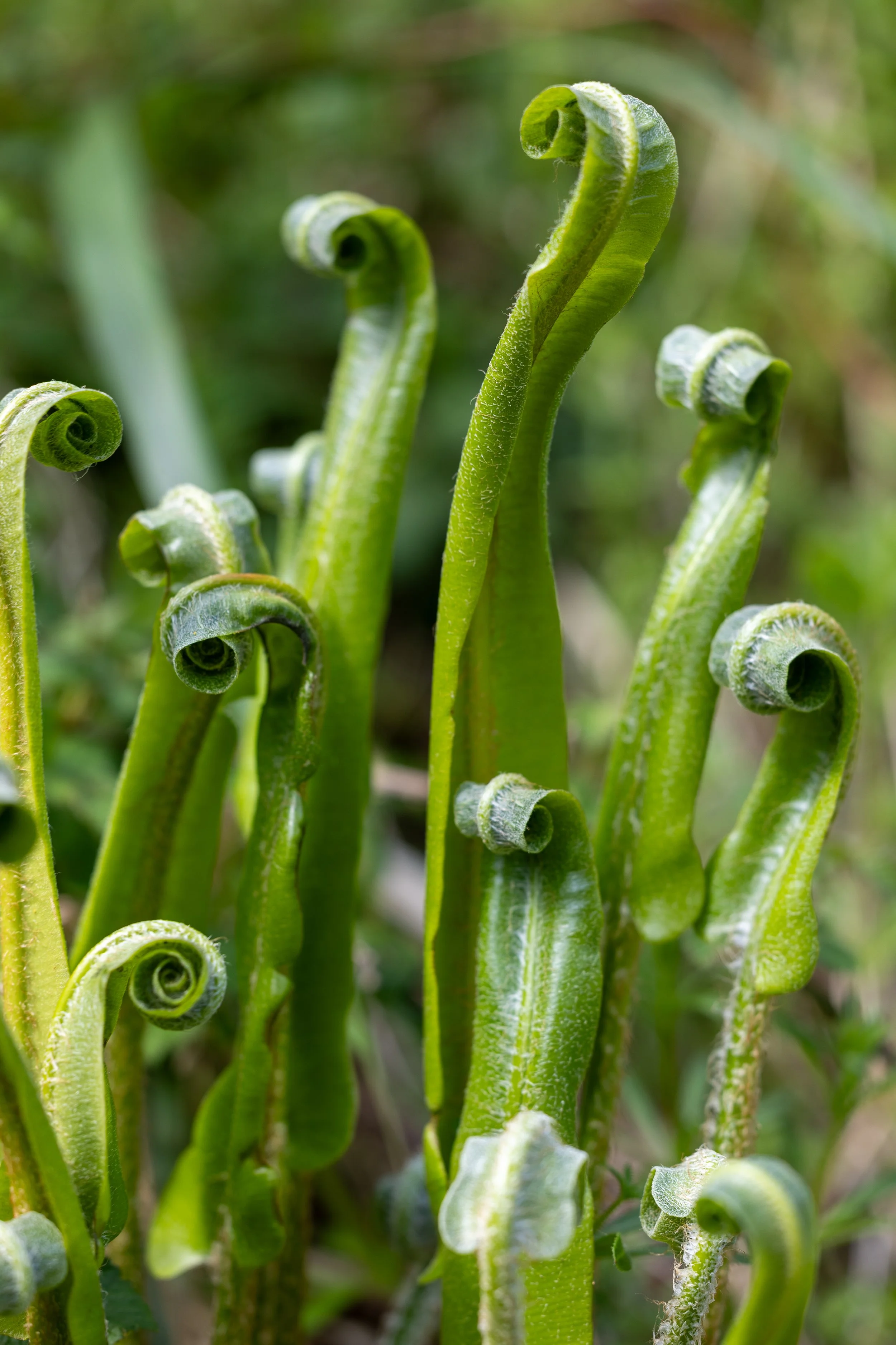 Ferns unfurling in spring in Langton Westwood, Purbeck