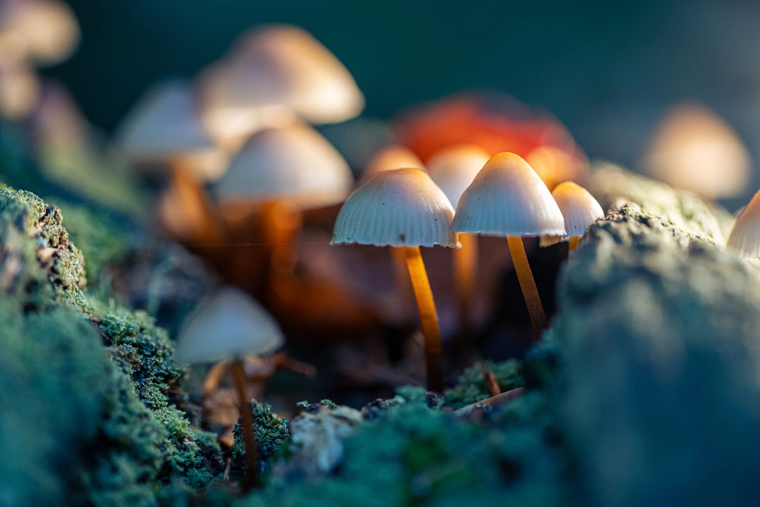 Nestled mushrooms.jpg