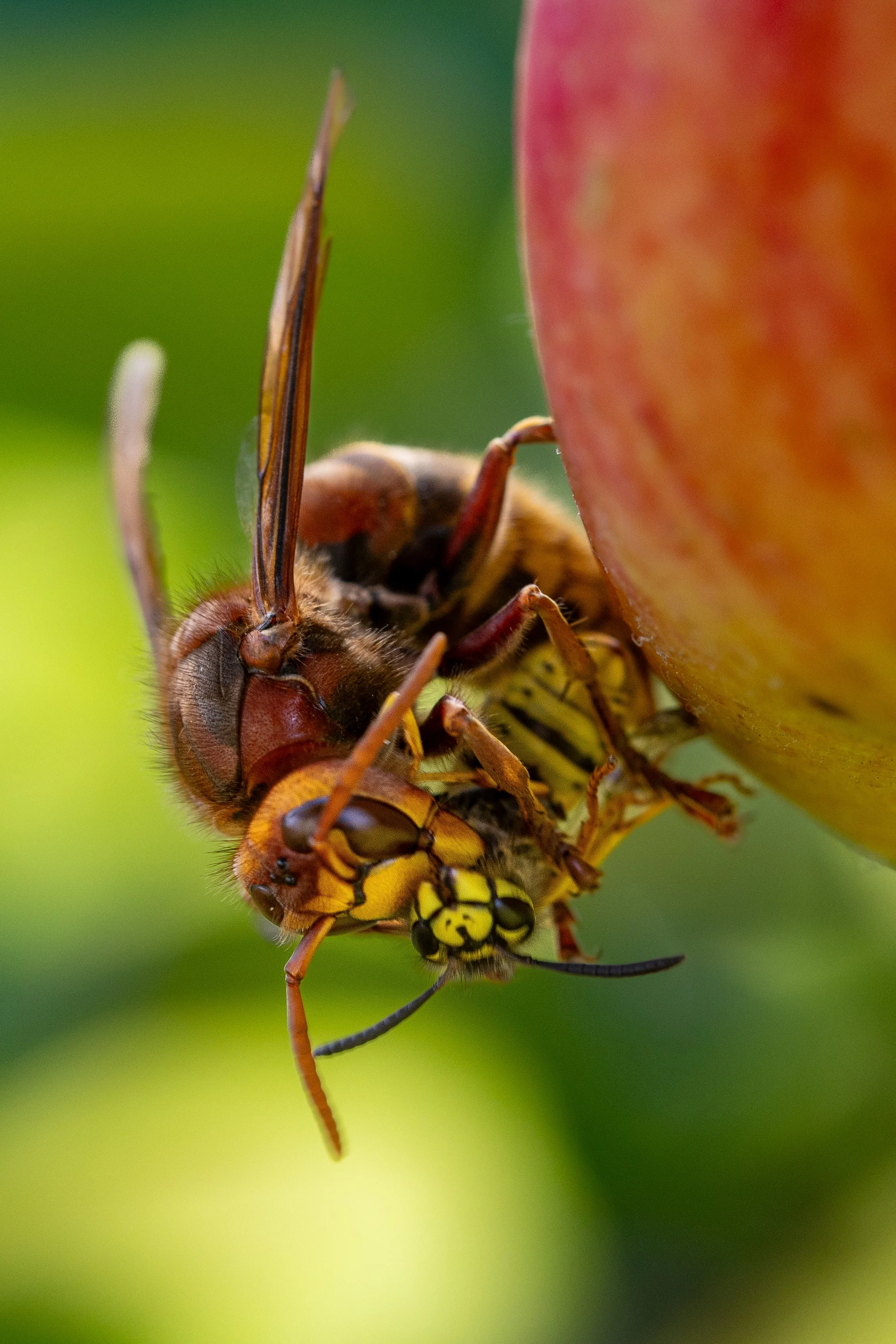 Hornet predating a wasp on an apple