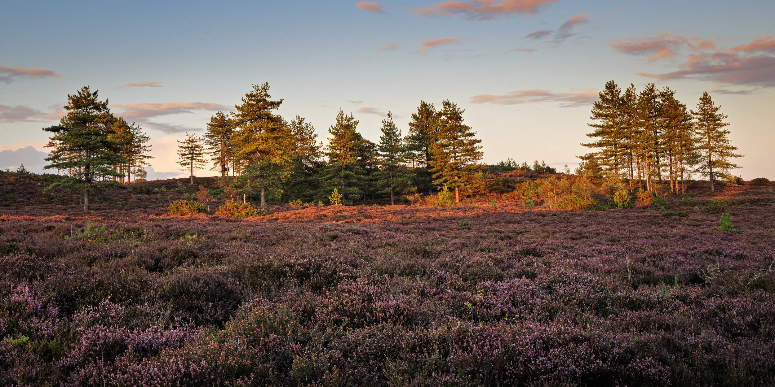 Summer Heather in full purple bloom - Slepe Heath. Purbeck National Nature Reserve 