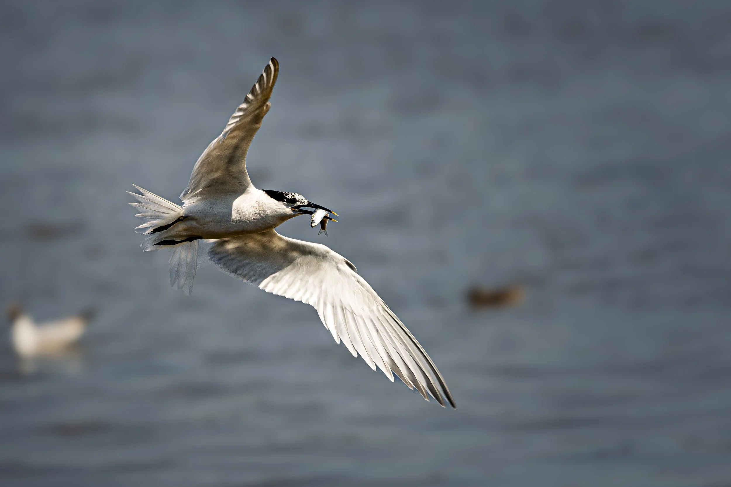 Sandwich Tern with a small fish returning to feed chicks in Brownsea Harbour Lagoon