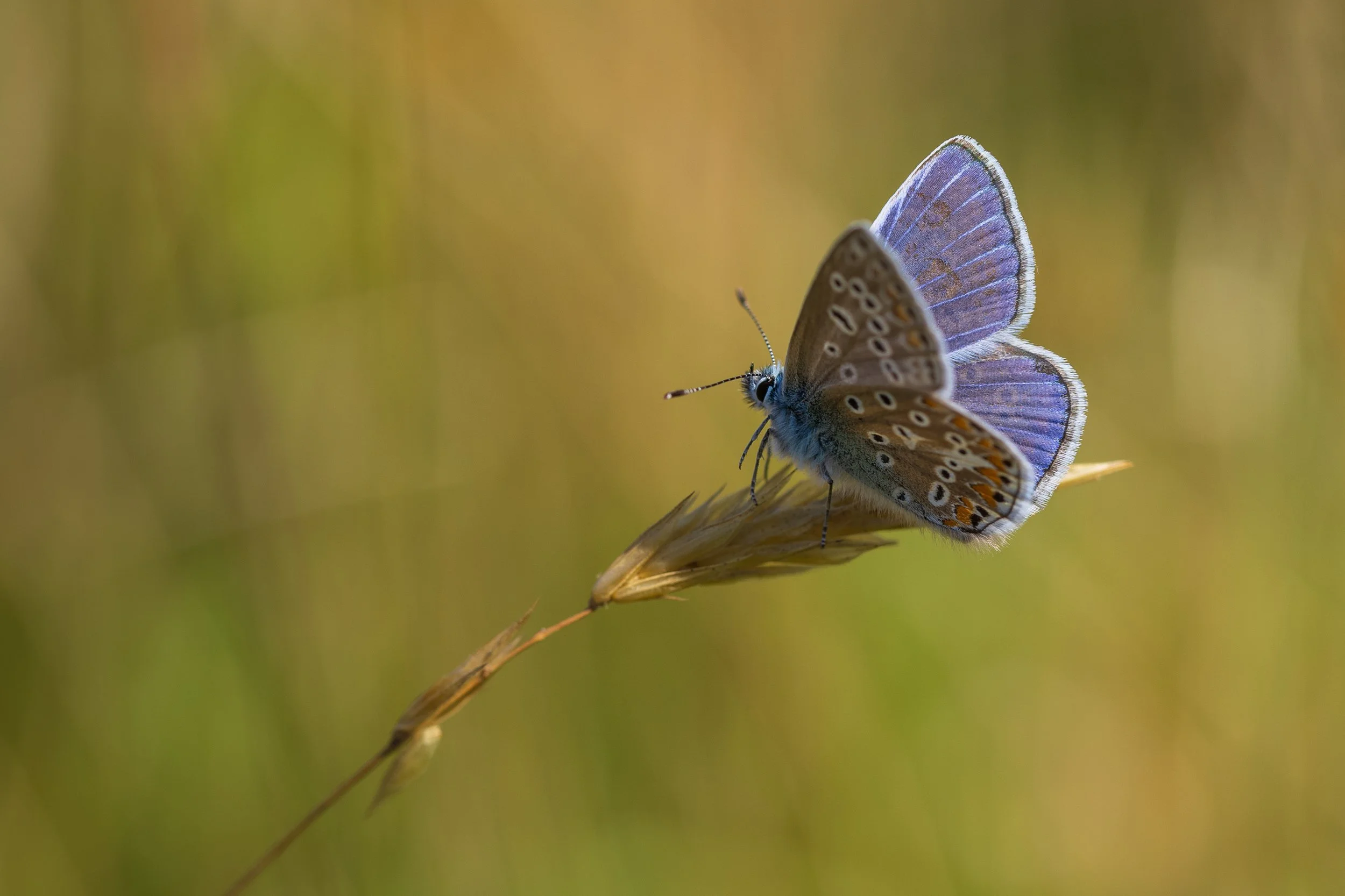 Common Blue Butterfly on grass seed head - meadows near Ridge
