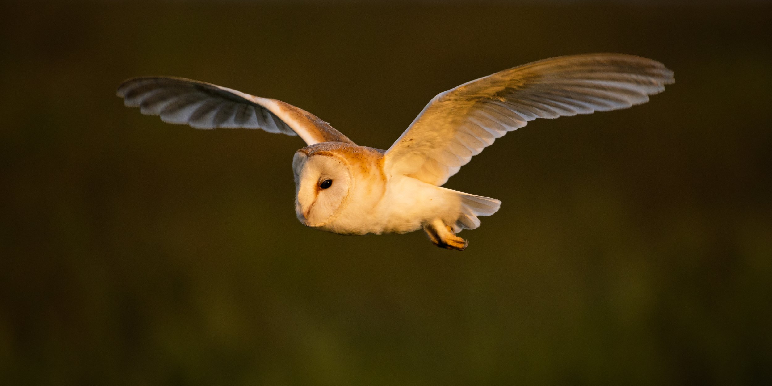 Barn Owl quartering over fields at Weston Farm Worth Matravers