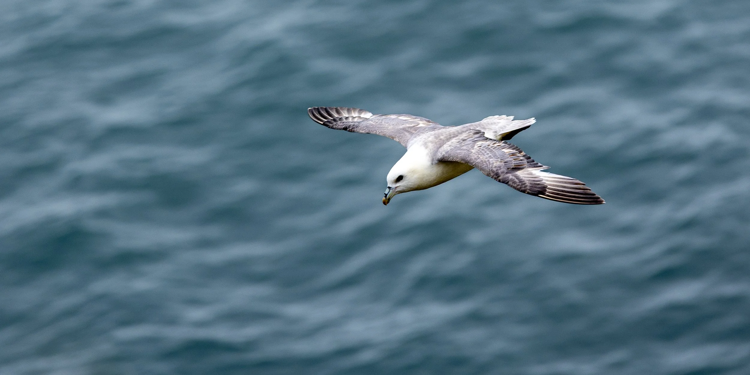 A fulmar flying over the ocean with its wings spread.