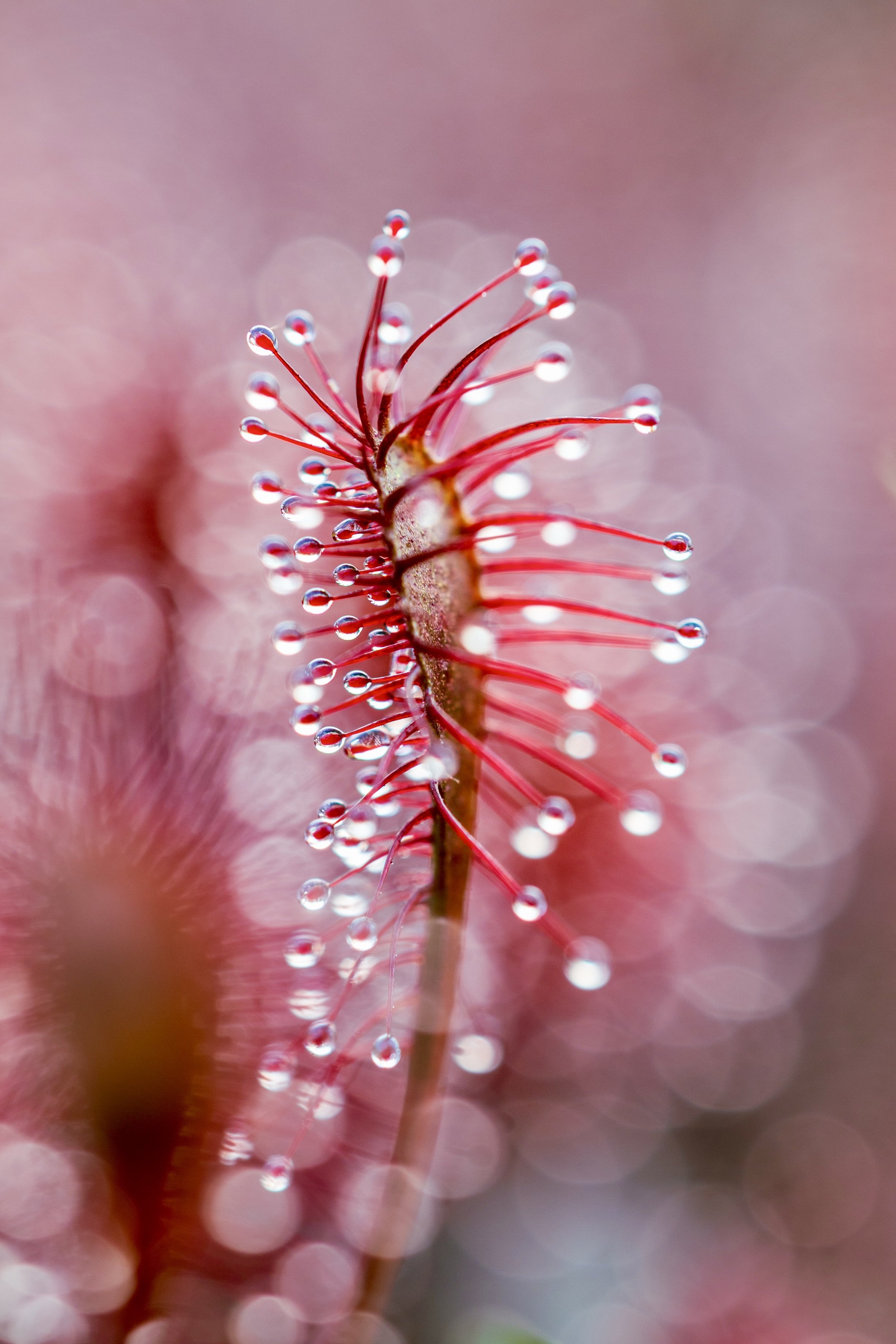 Oblong-leaved Sundew on a bog and mire system on Stoborough Heath, part of Dorset Heaths Super National Nature Reserve.