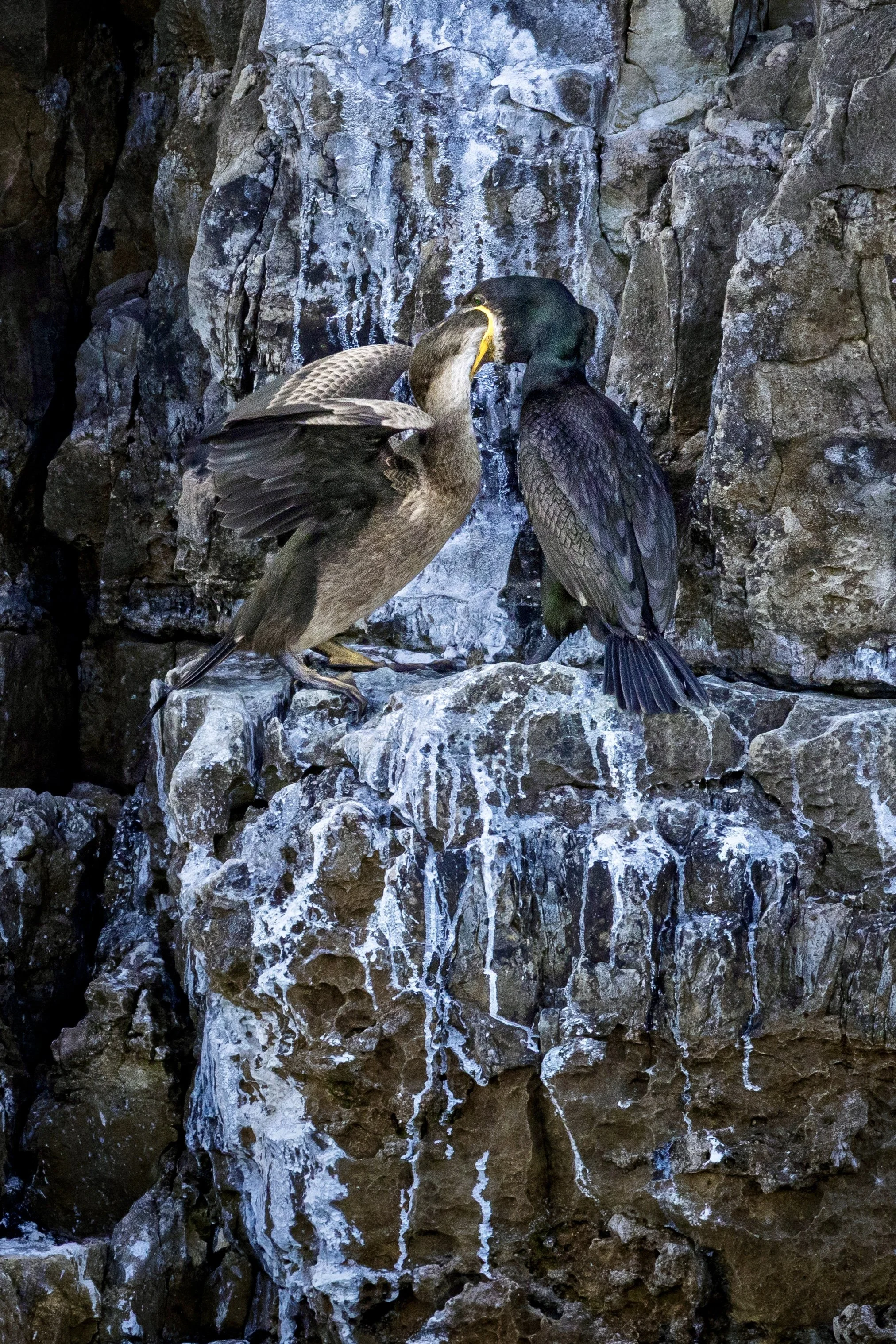 Shag feeding young (with hold head in parents mouth!) on South Purbeck coast.