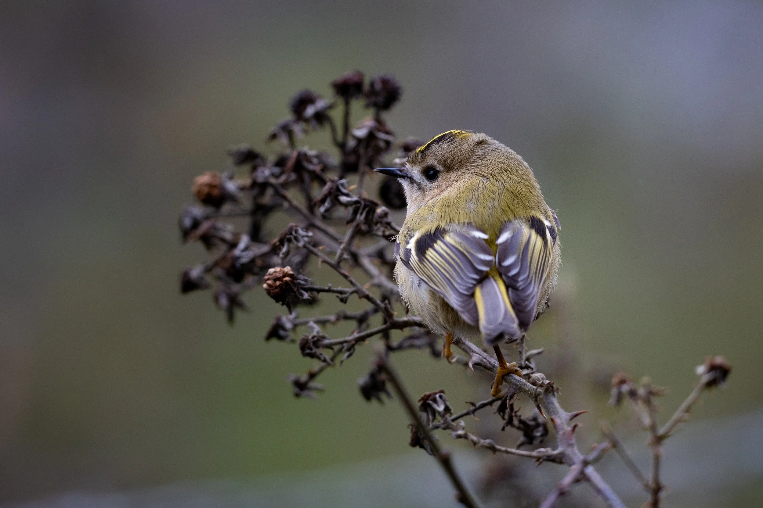 Goldcrest on dead bramble in winter - Middlebere, Purbeck