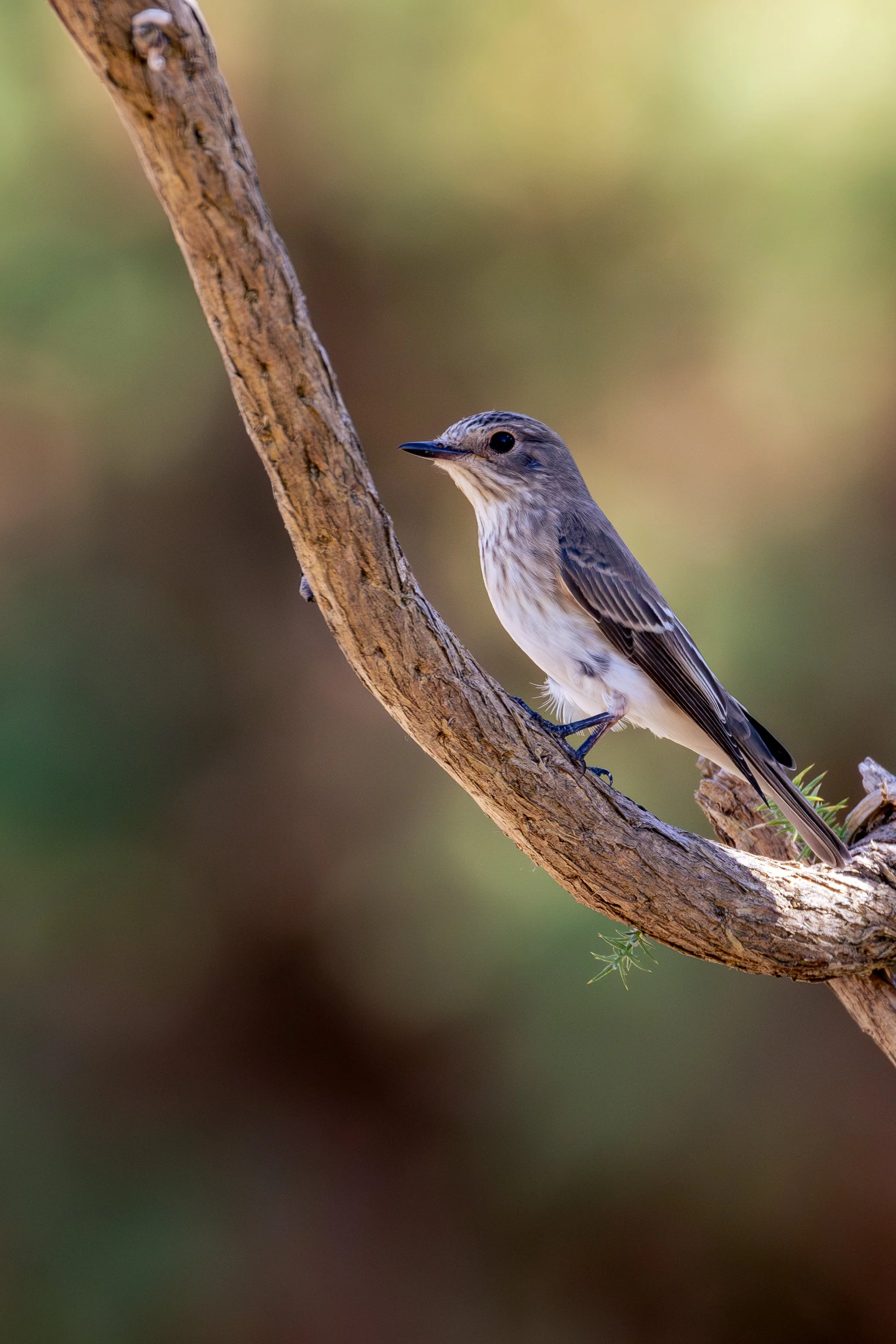 Spotted Flycatcher - Slepe Heath, Purbeck