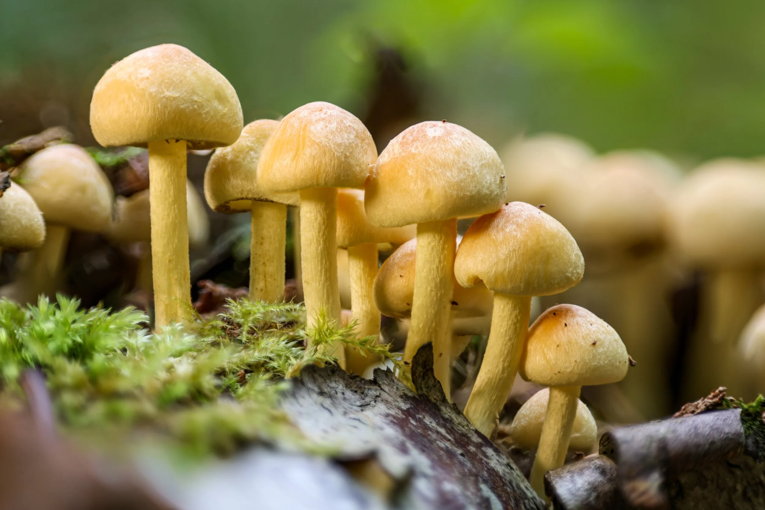 Group of mushrooms.jpg