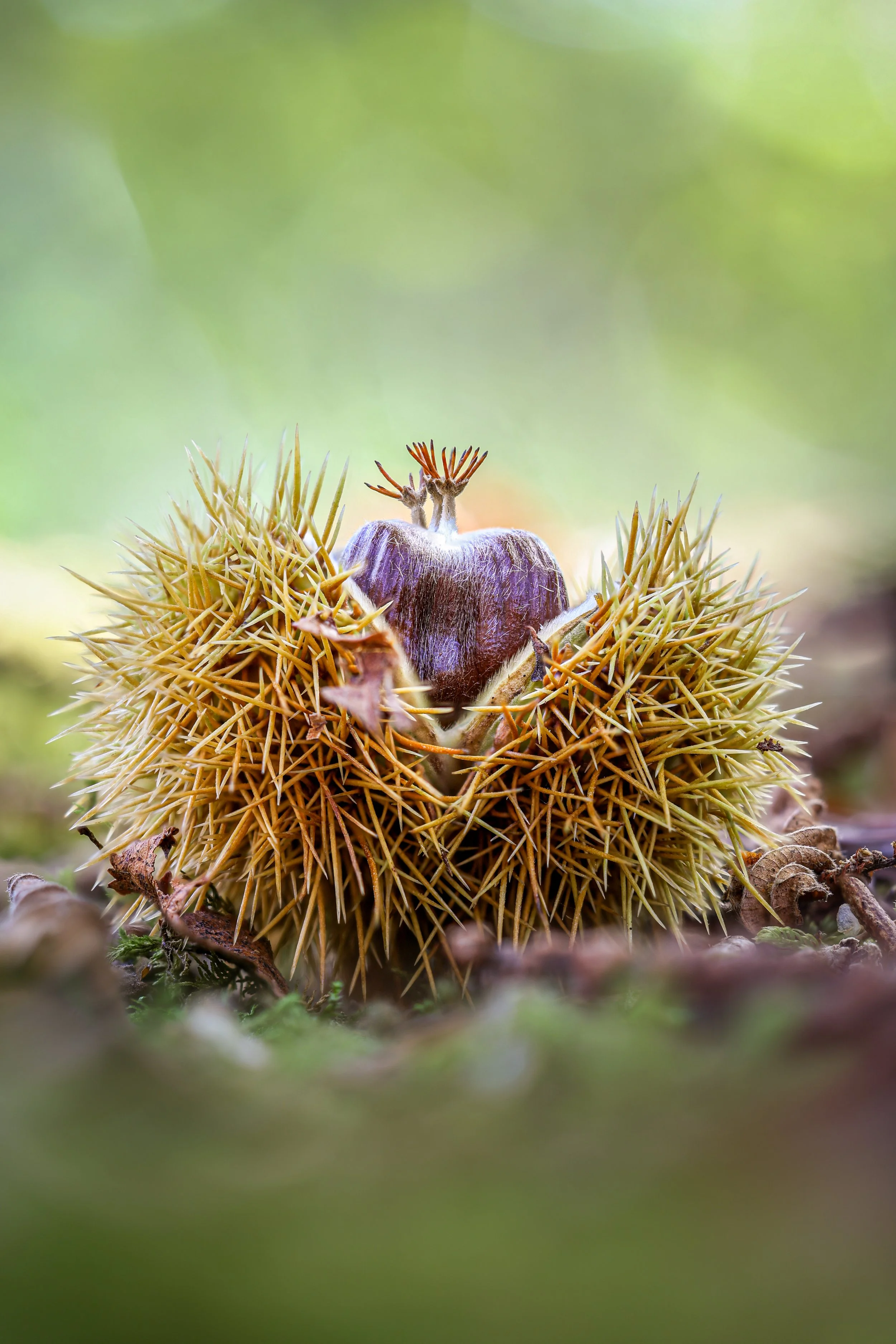 Autumnal Chestnut in a Purbeck wood