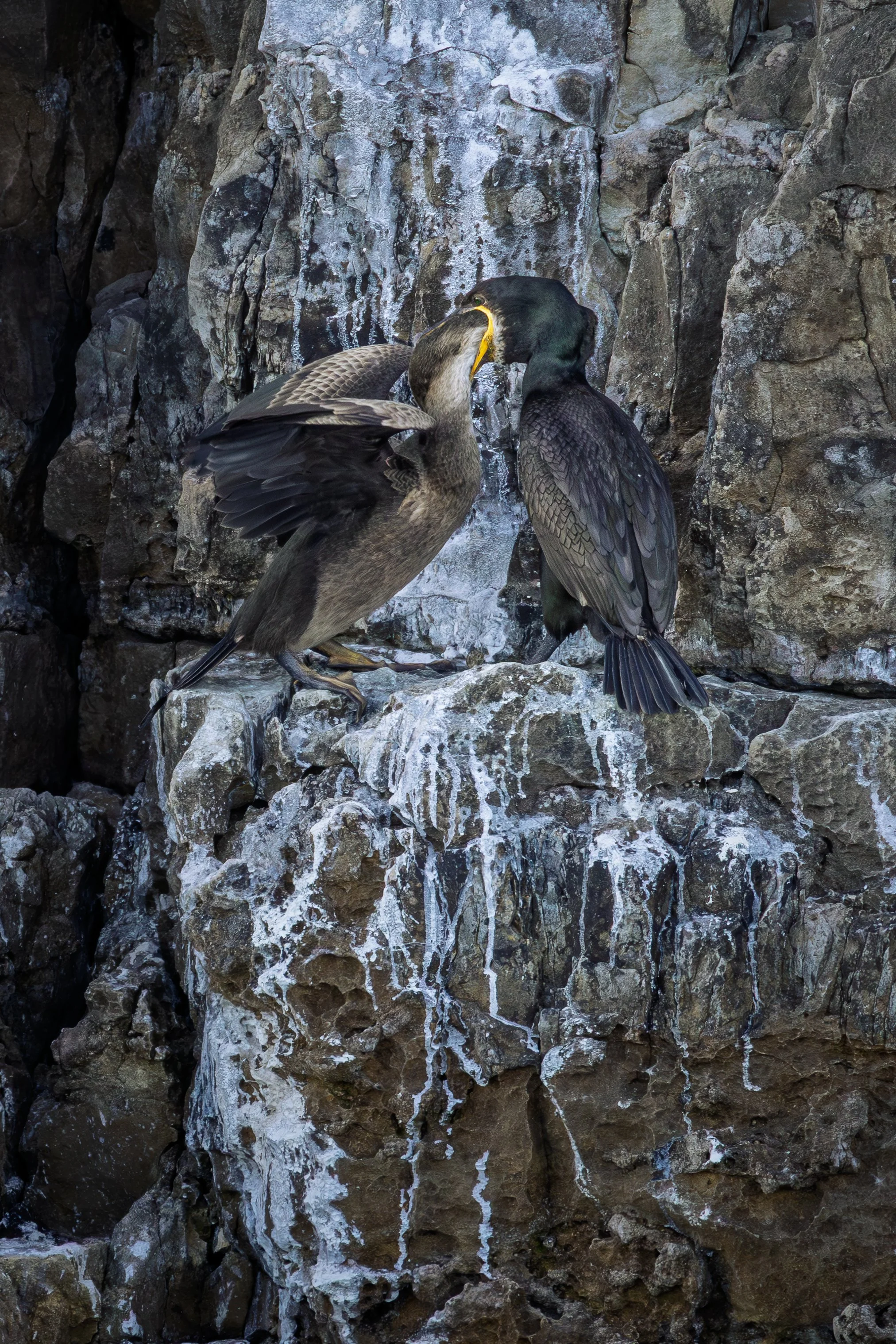 Young Shag being fed on cliff in South Purbeck