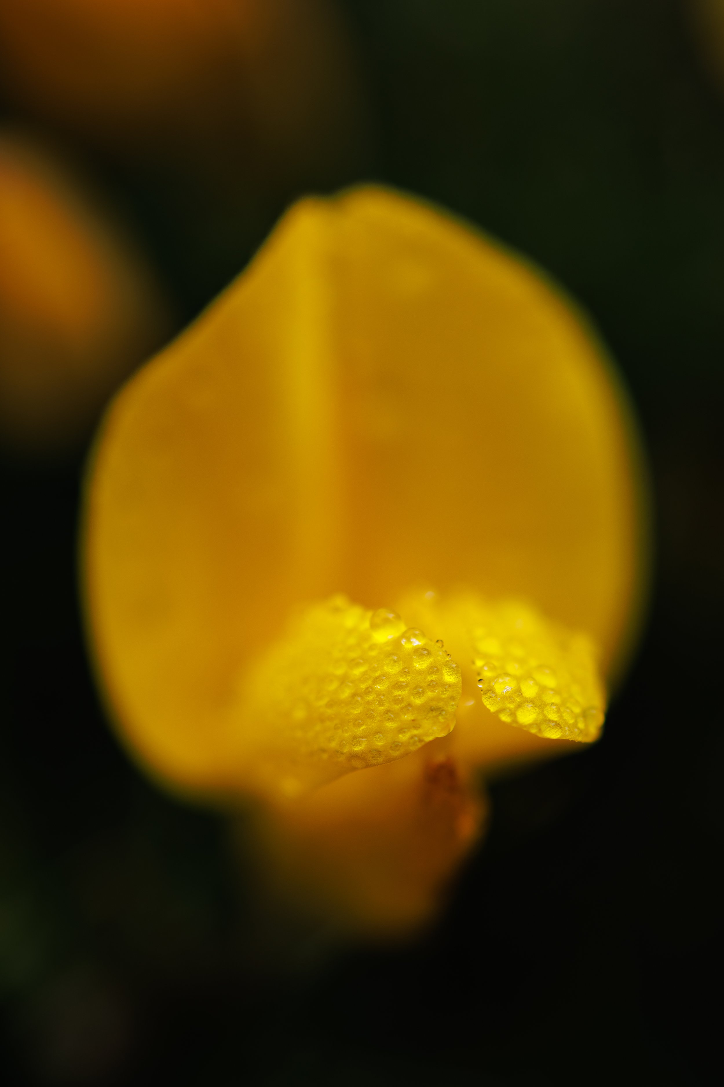 Gorse flower close-up after a spring shower