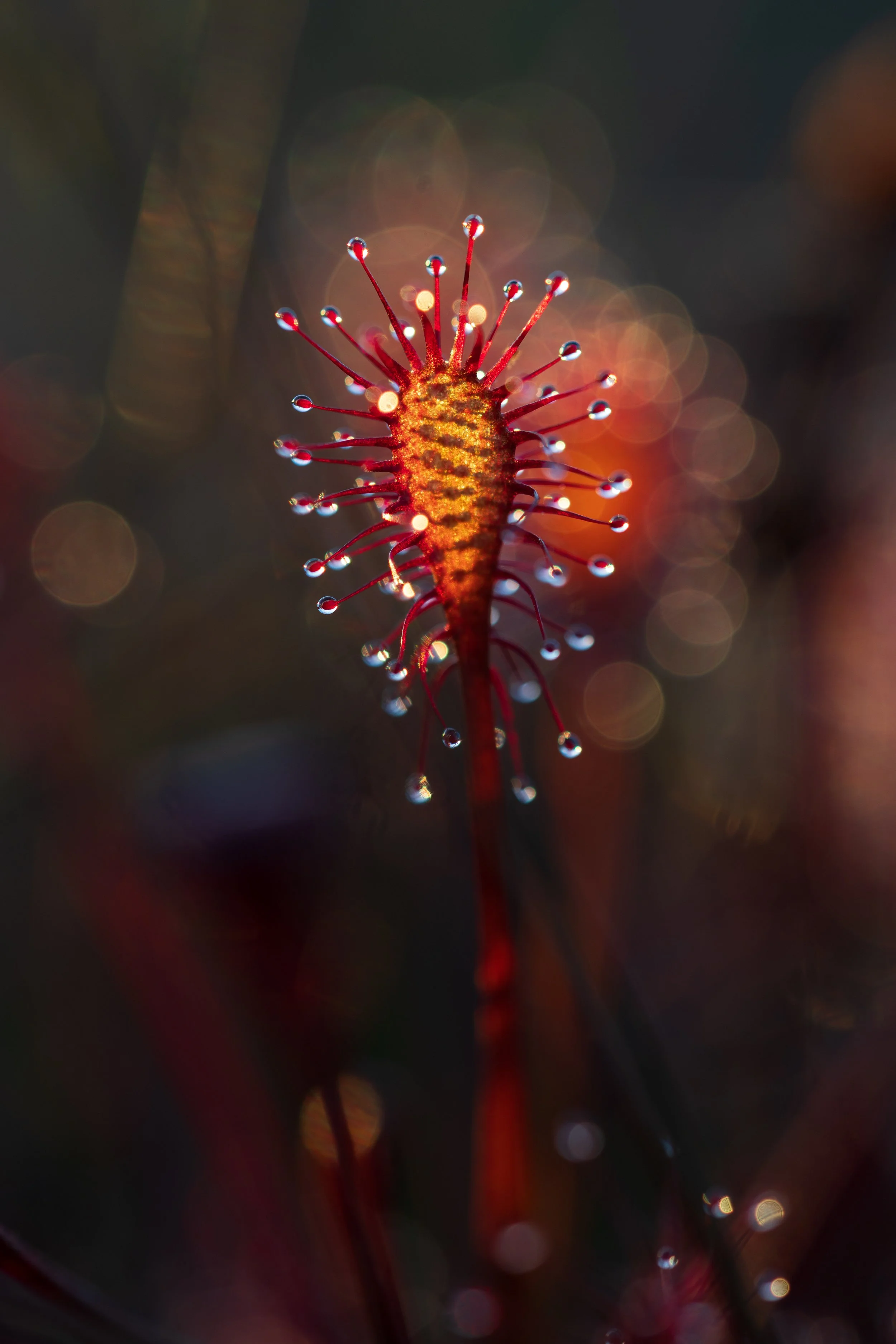 Close-up Oblong leaved sundew - Stoborough Heath, Purbeck