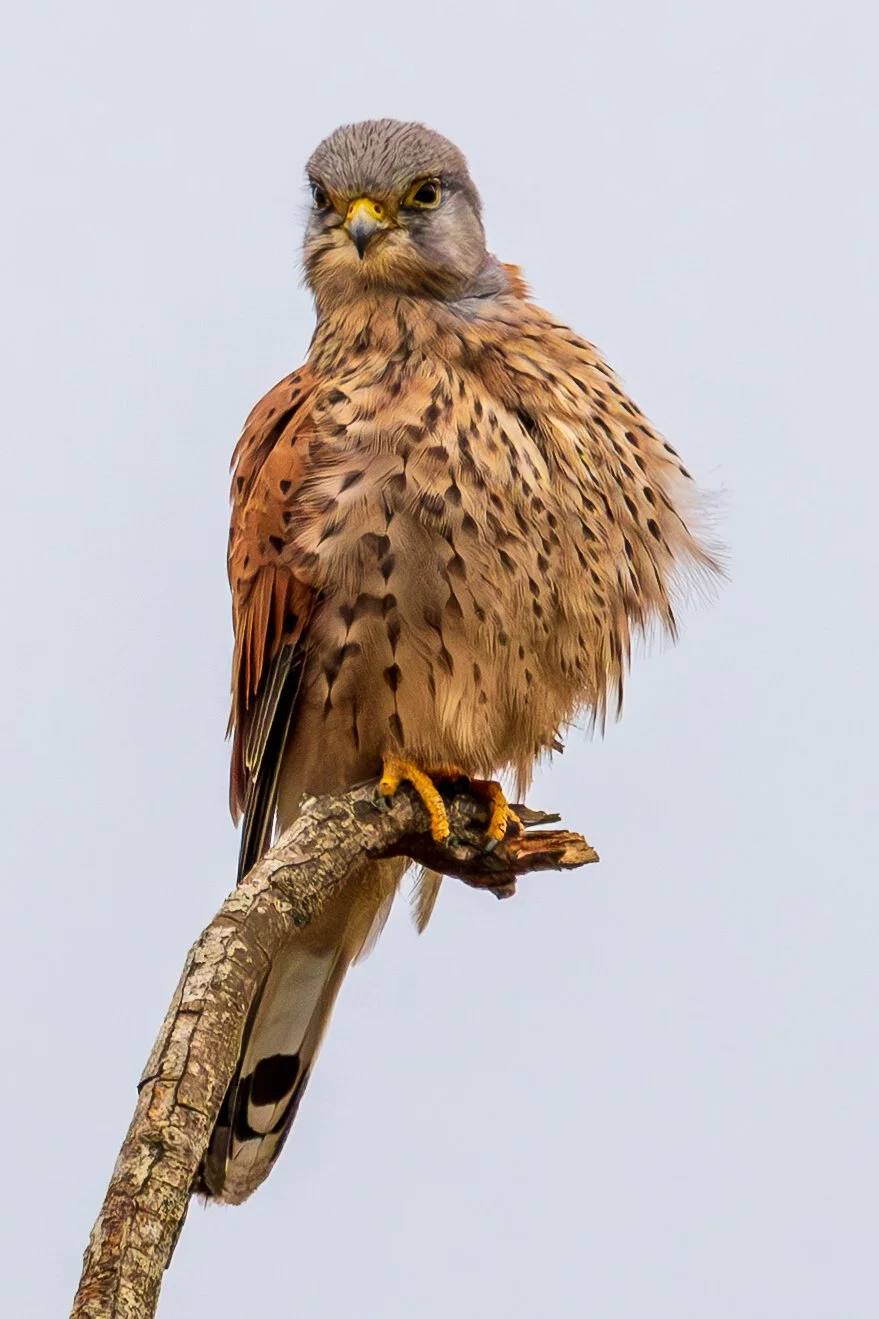 Post preened kestrel on a branch
