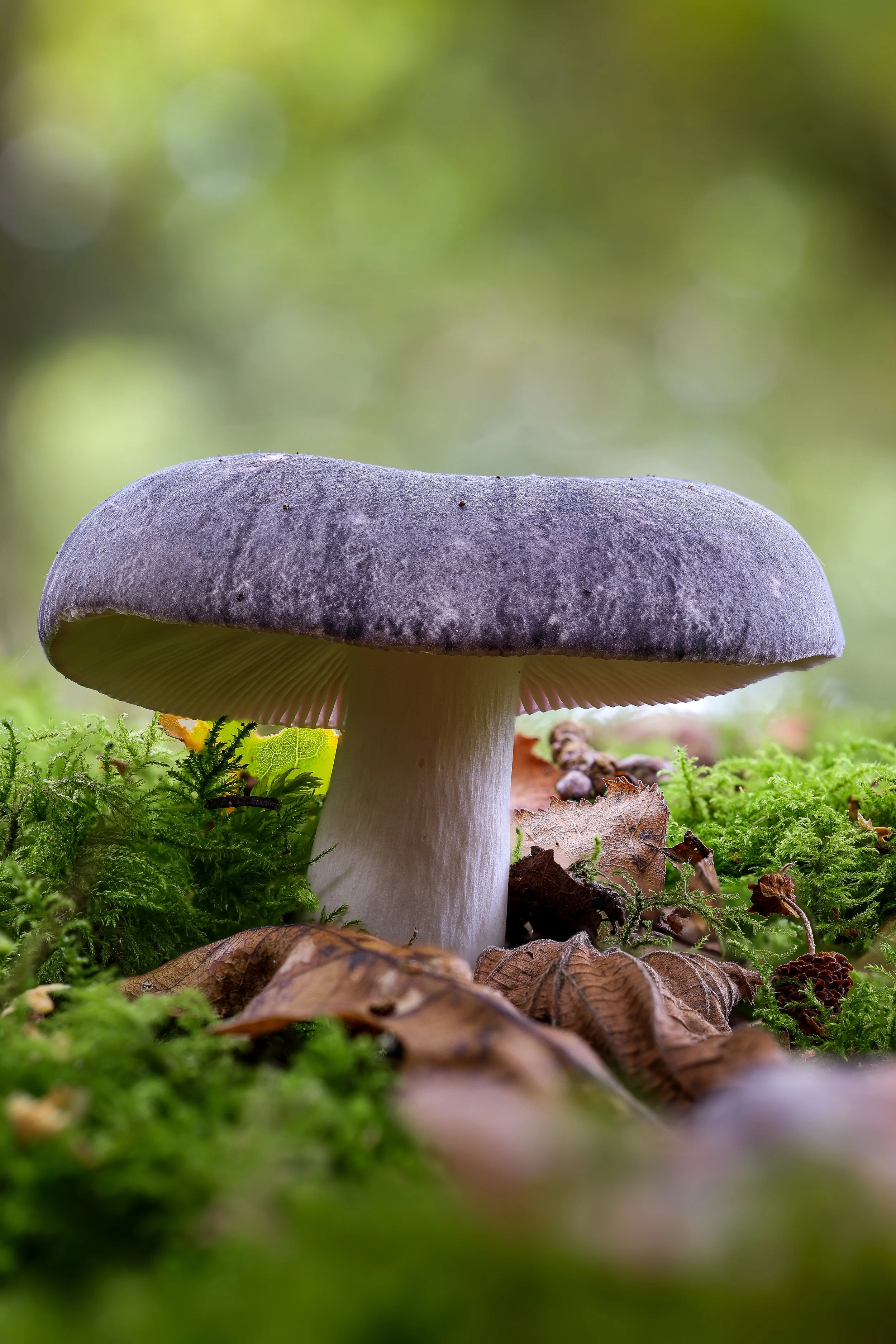Purple mushroom.jpg