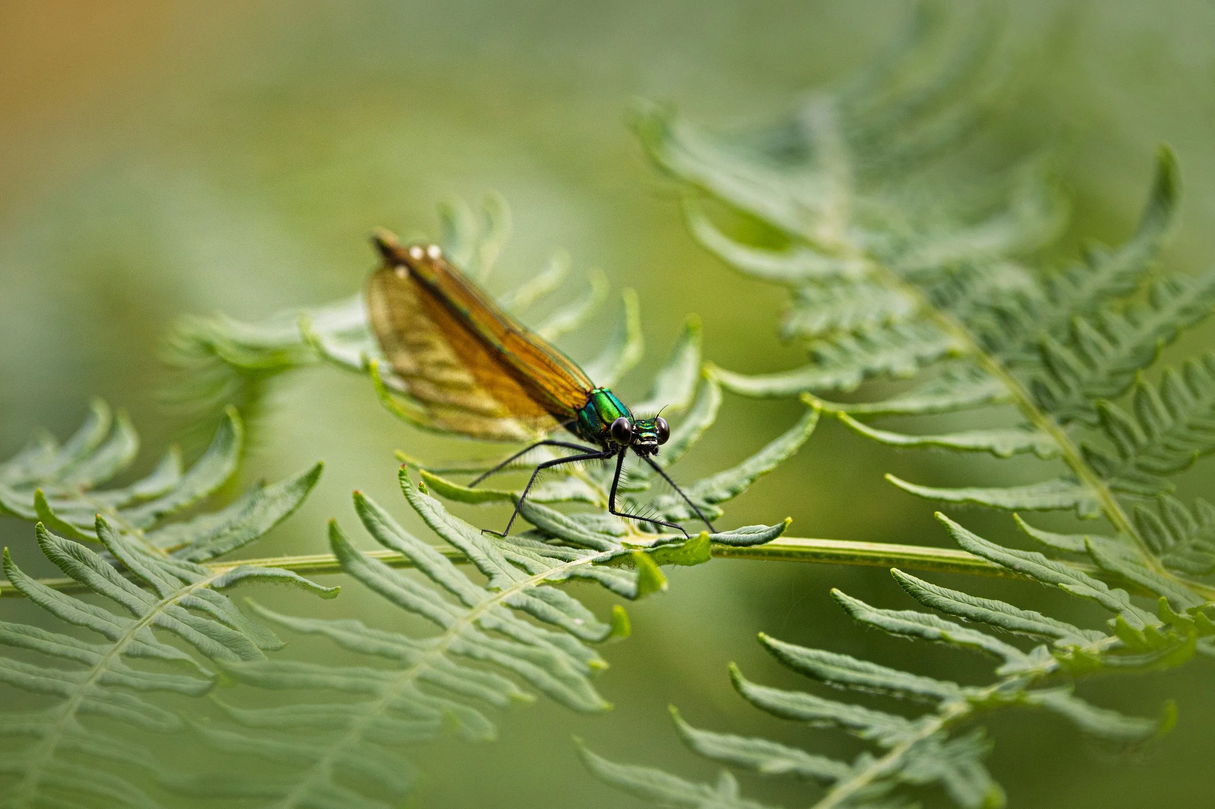 Beautiful Demoiselle - Corfe River