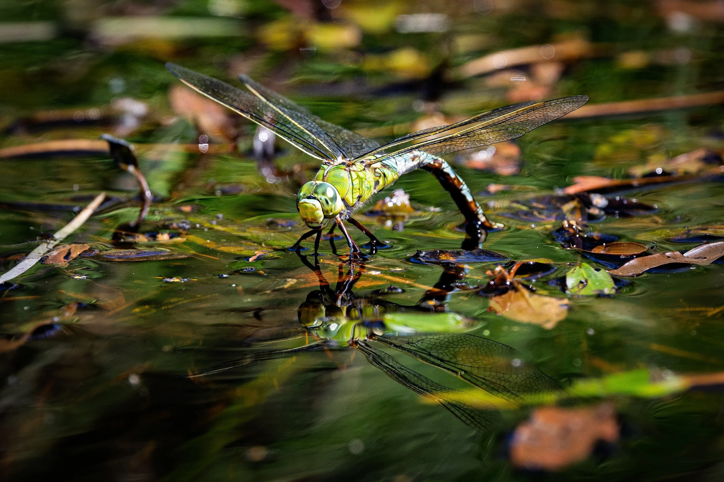 Ovipositing Emperor Dragonfly - A pond on Slepe Heath
