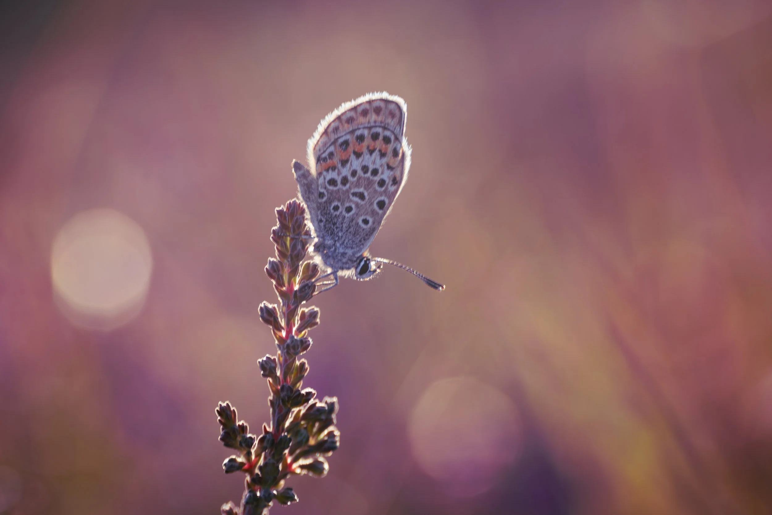 Silver-studded Blue Butterfly - Stoborough Heath