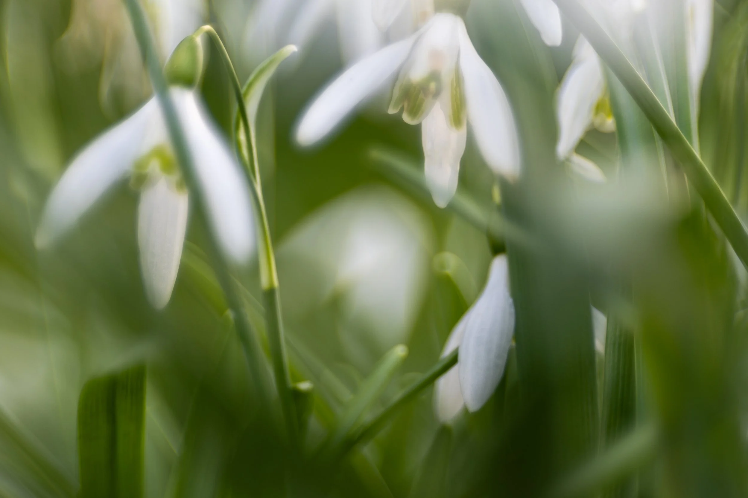 Snowdrops at Arne Church