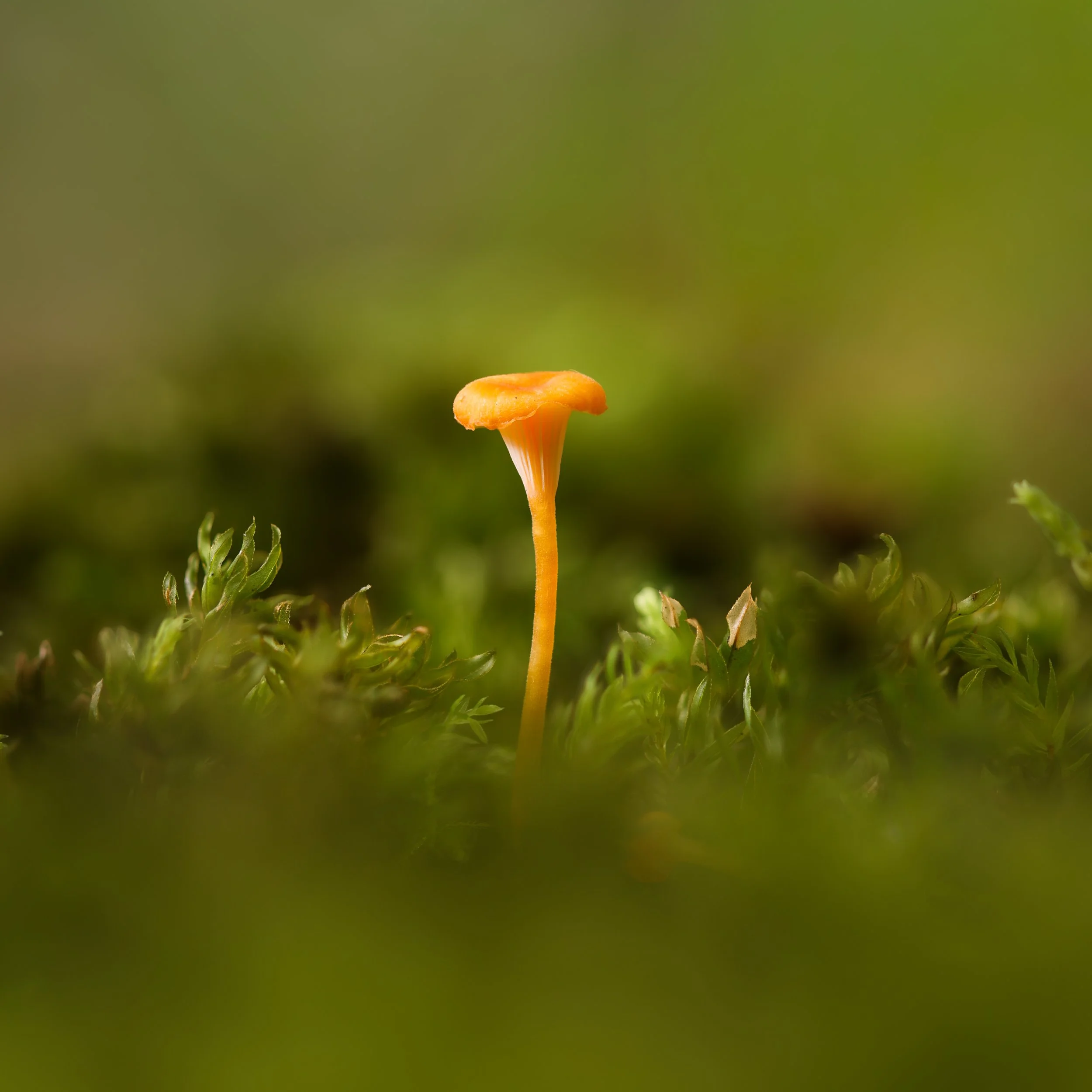 Tiny mushroom.jpg