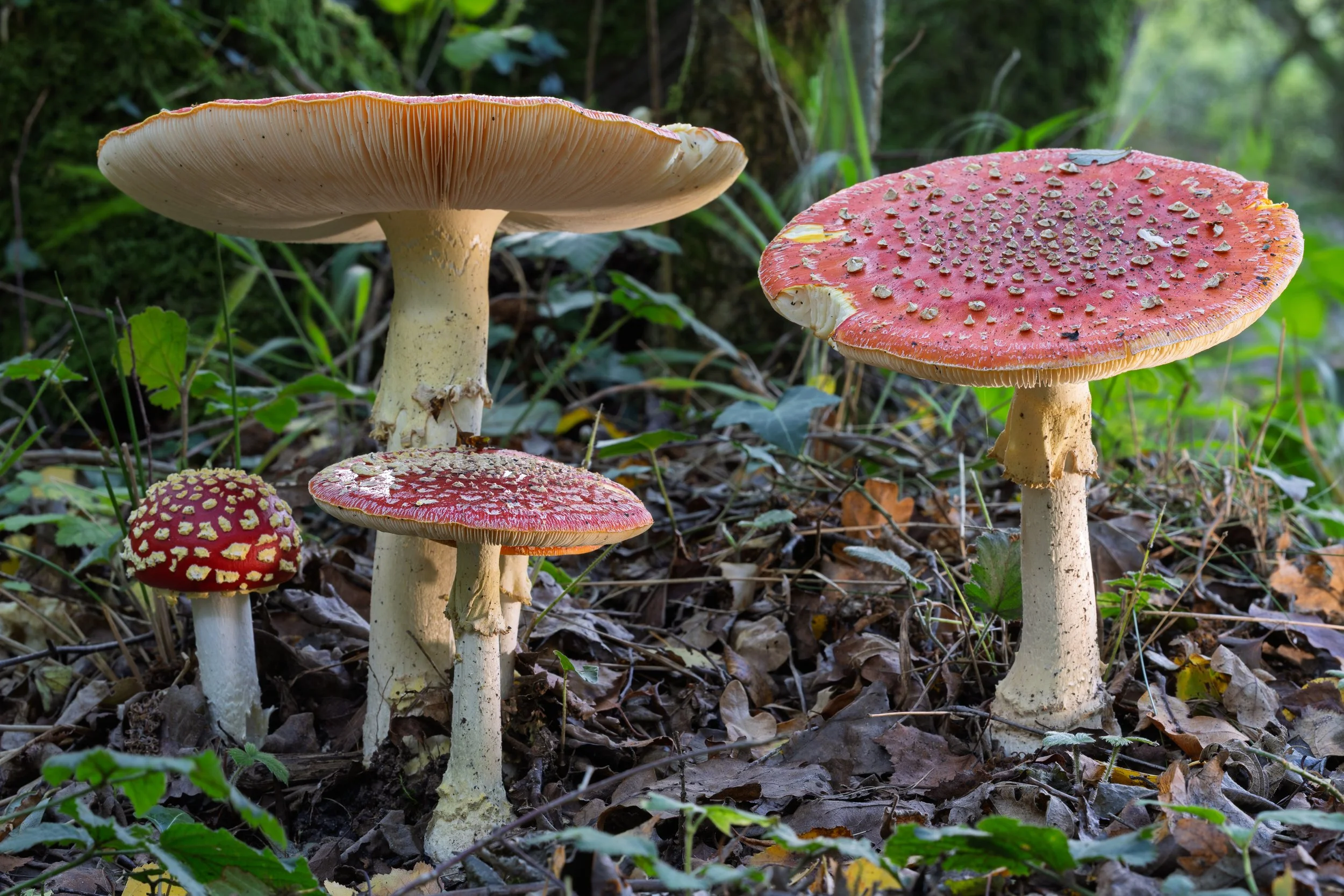 Fly agaric stand.jpg