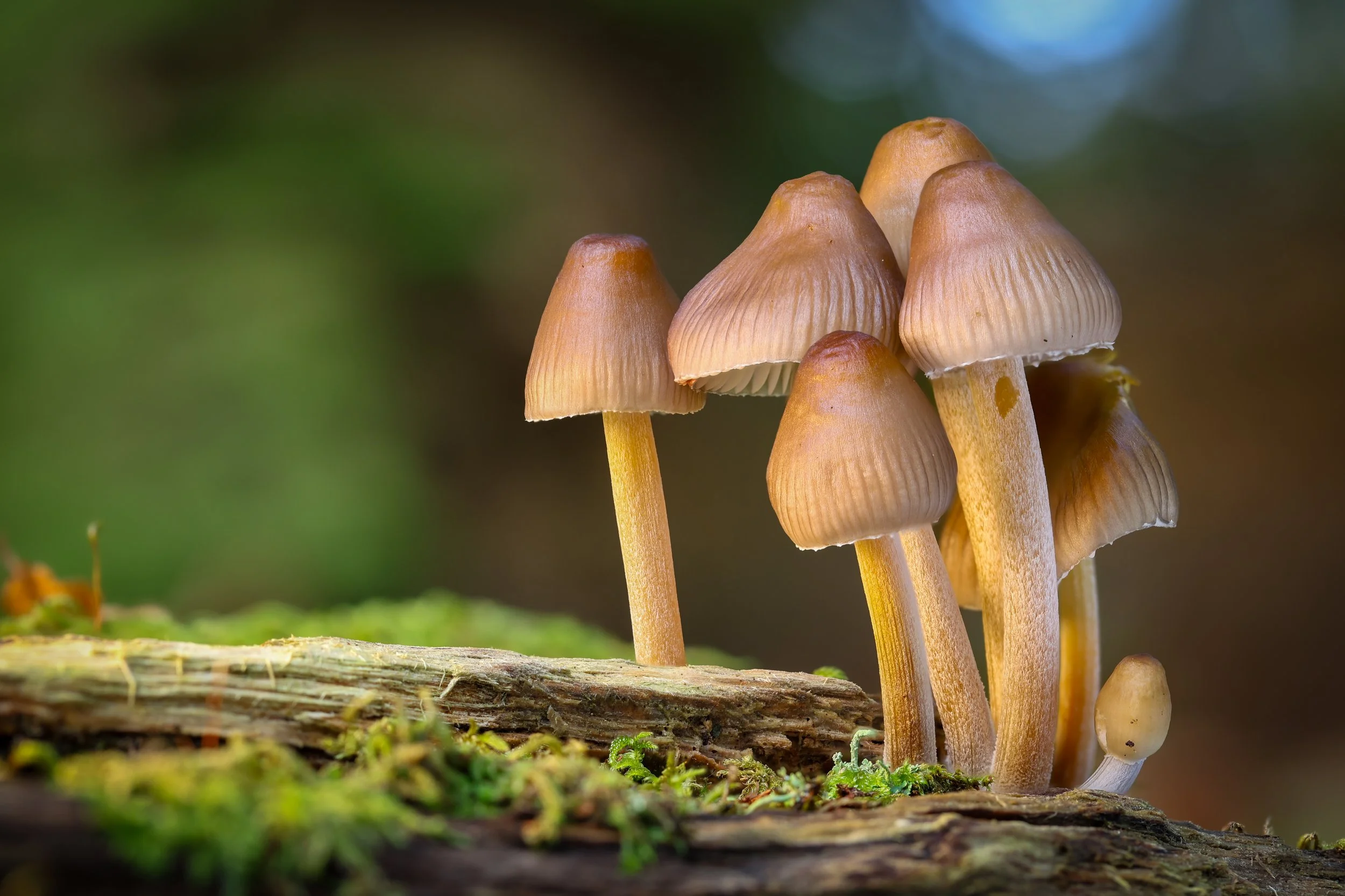 Mushroom cluster.jpg