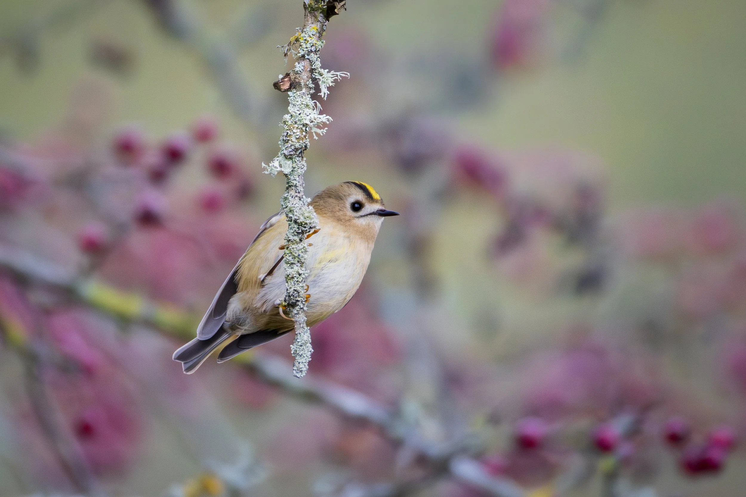 Goldcrest in hawthorn thicket (with berries), Middlebere, Purbeck