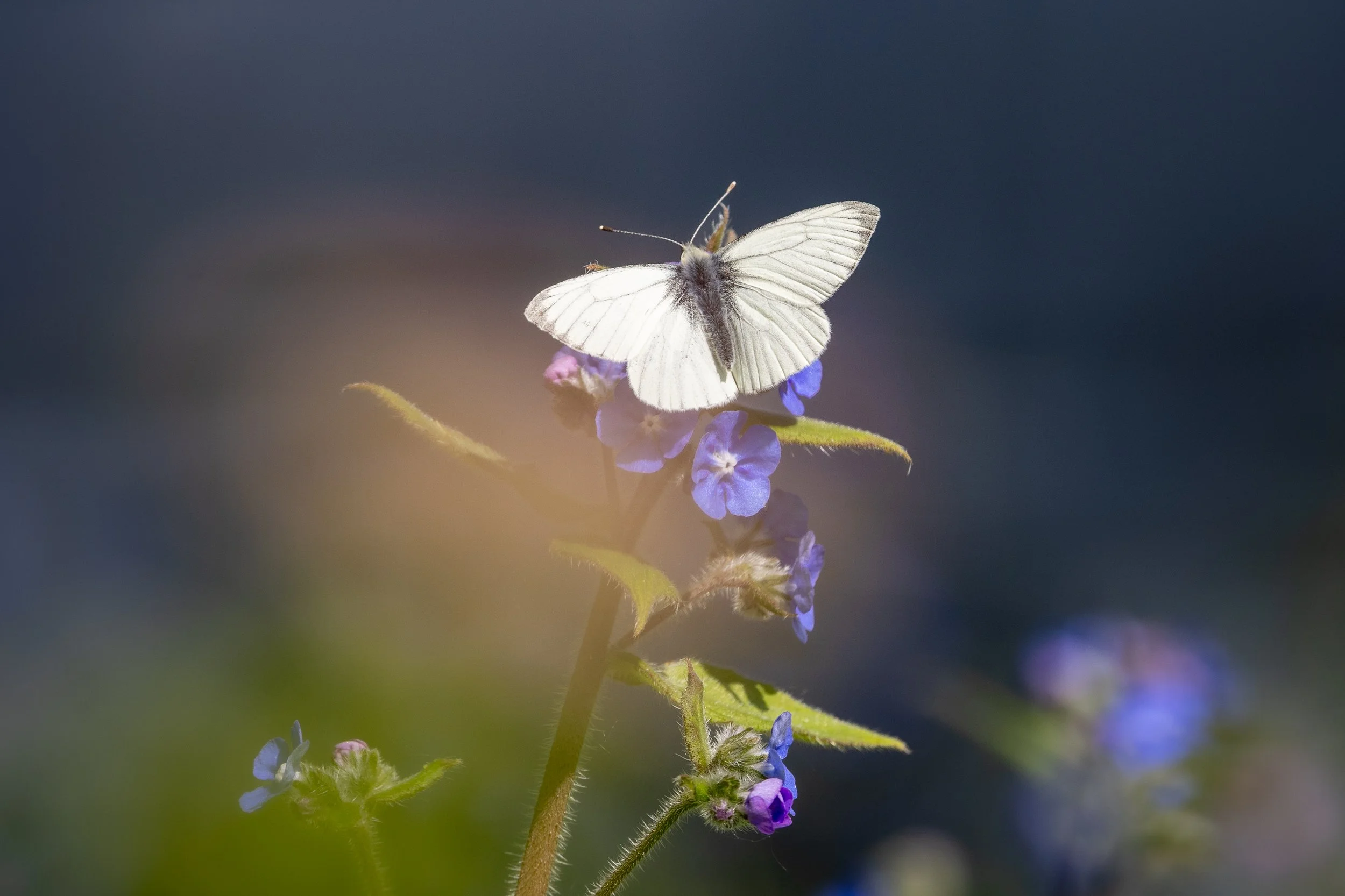 Large White Butterfly - Hartland Farm Orchard