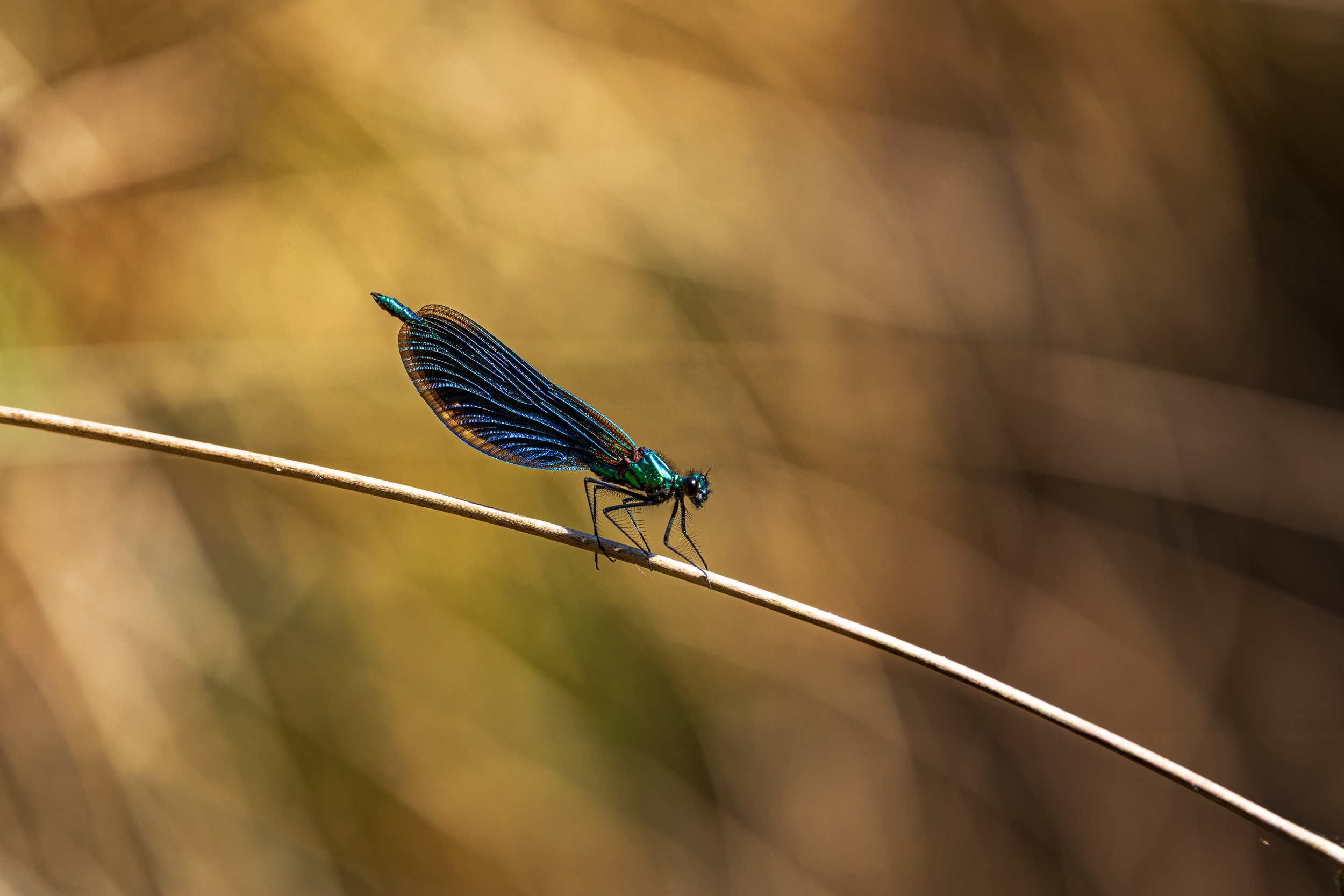 Beautiful Demoiselle - Corfe River