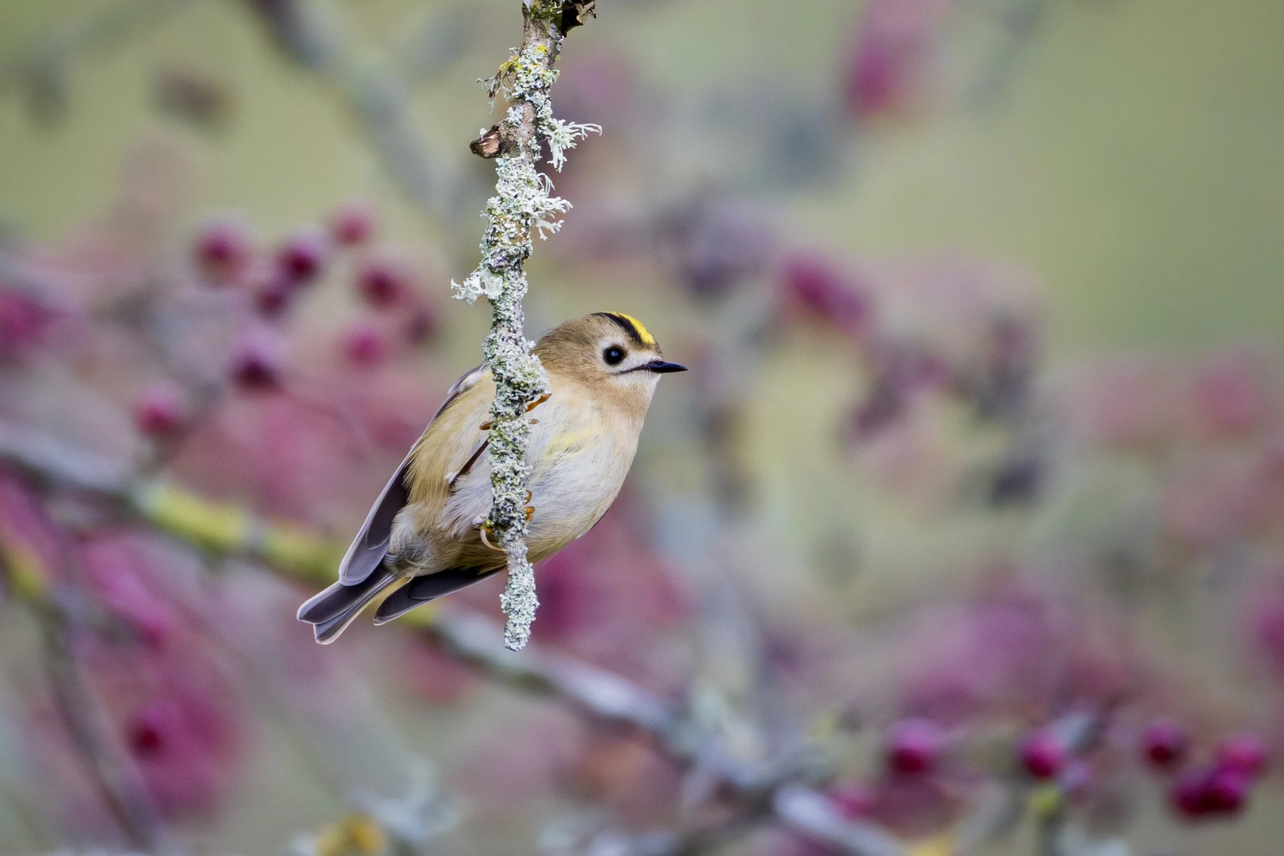 A goldcrest  perched on a branch with lichen, surrounded by blurred hawthorn berries and green foliage 