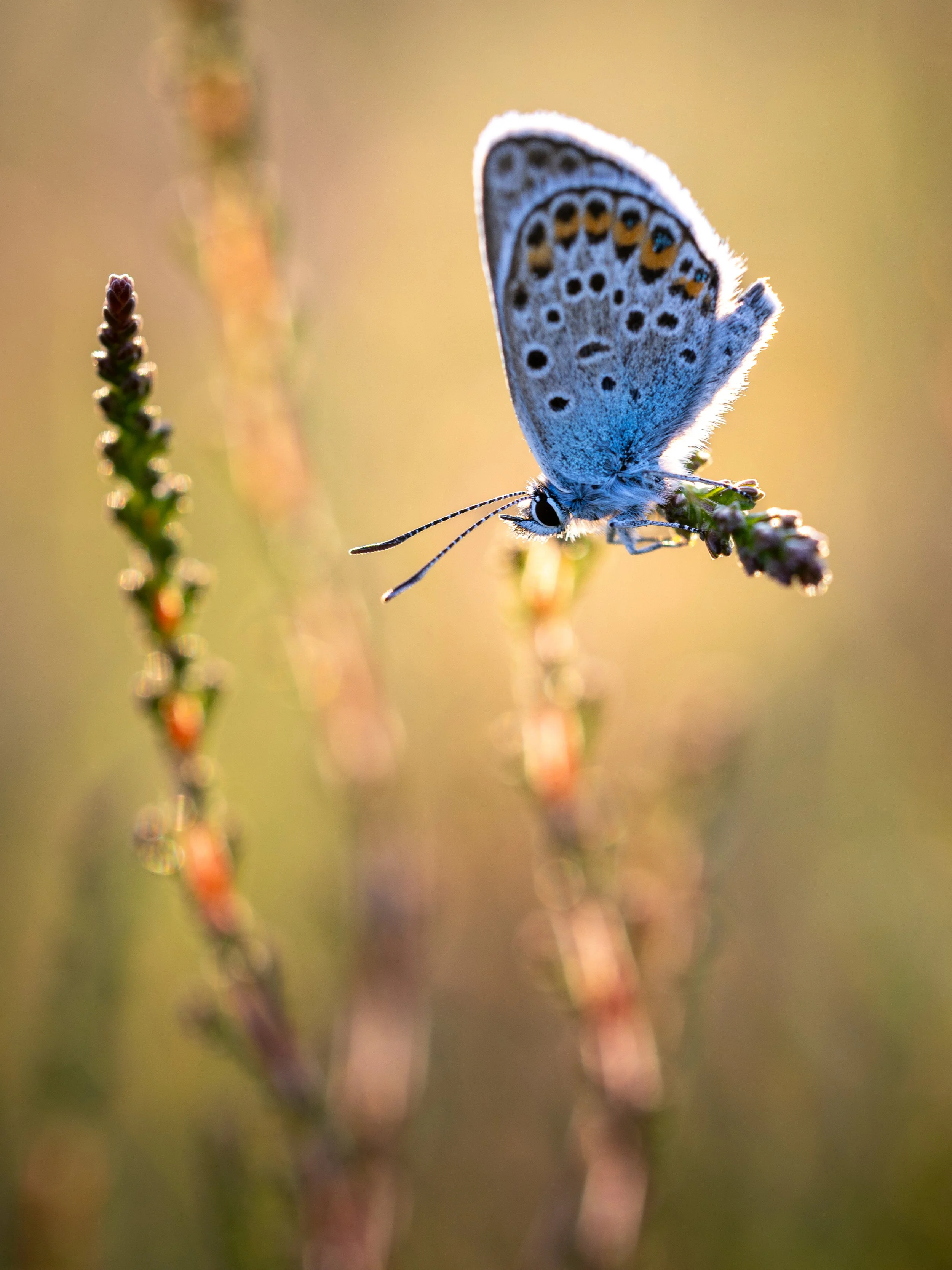 Silver-studded Blue Butterfly on ling heather - Stoborough Heath