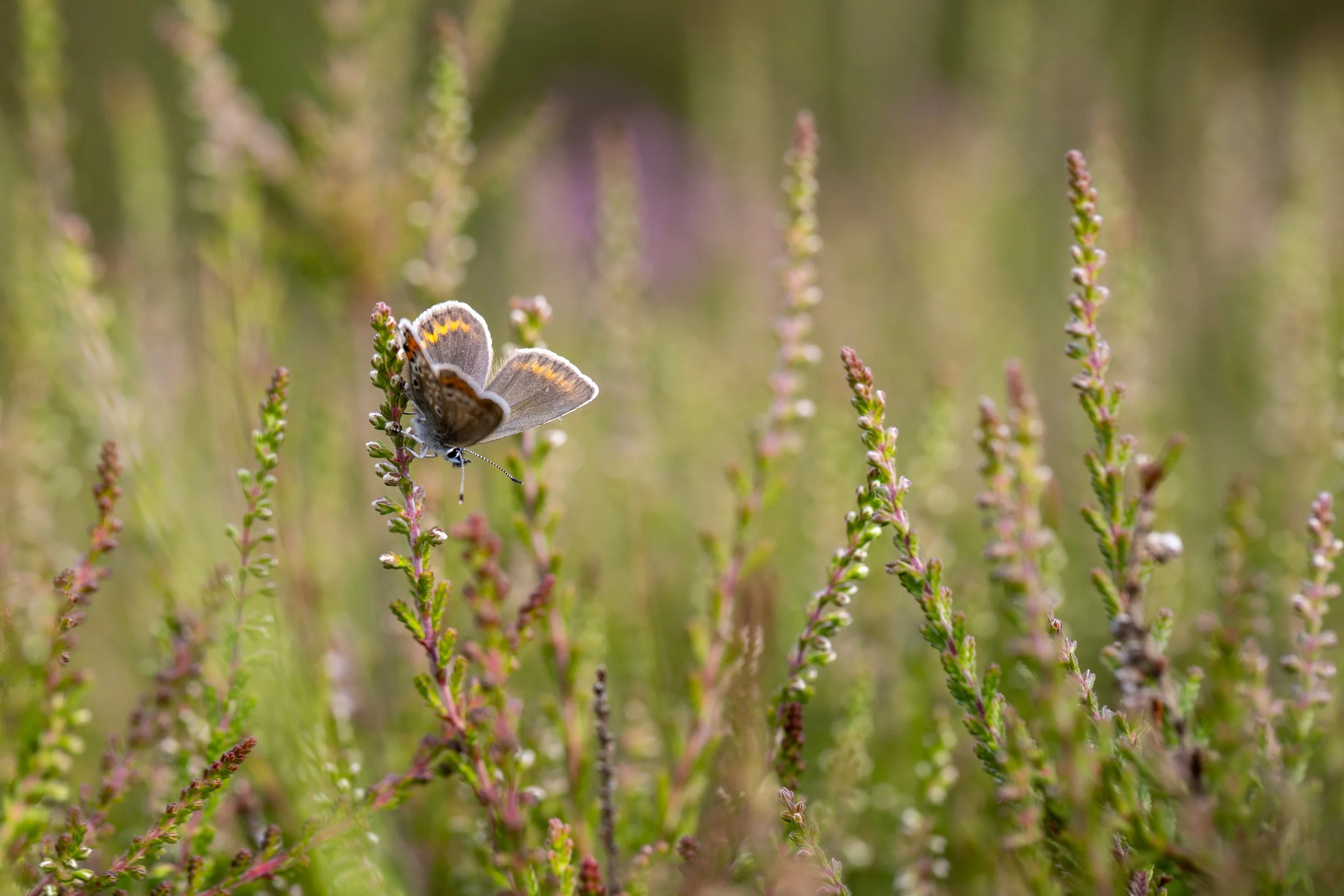 Silver-studded Blue Butterfly (female) - Stoborough Heath