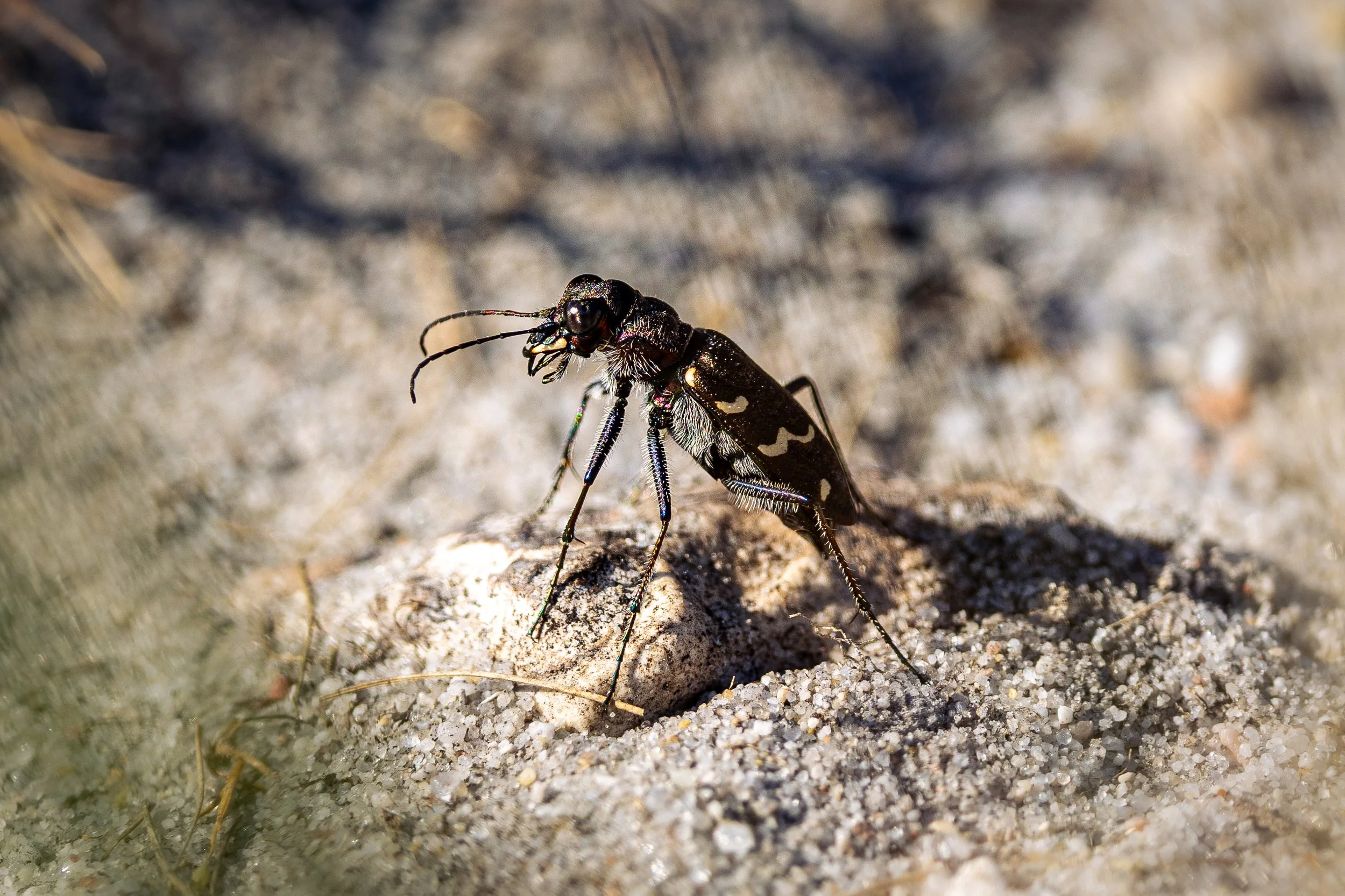 Heath Tiger Beetle waiting to pounce on unsuspecting prey. Purbeck Heaths