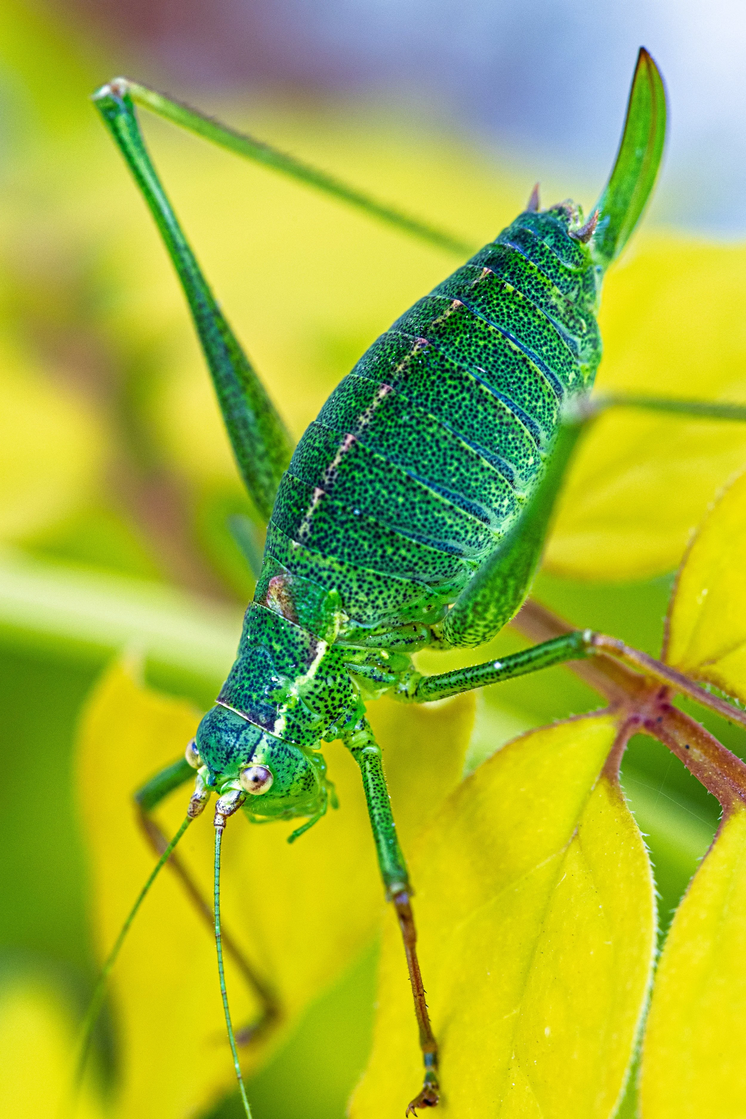 Great green bush cricket 