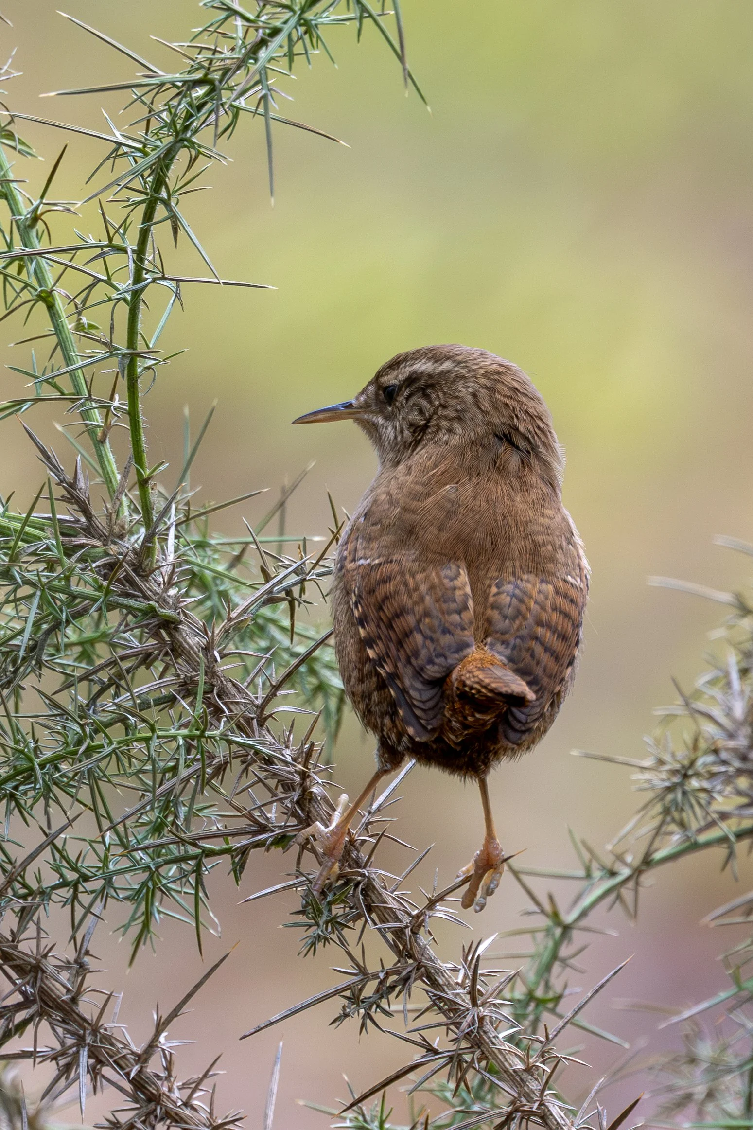 Wren in Gorse on the edge of a Purbeck Heath