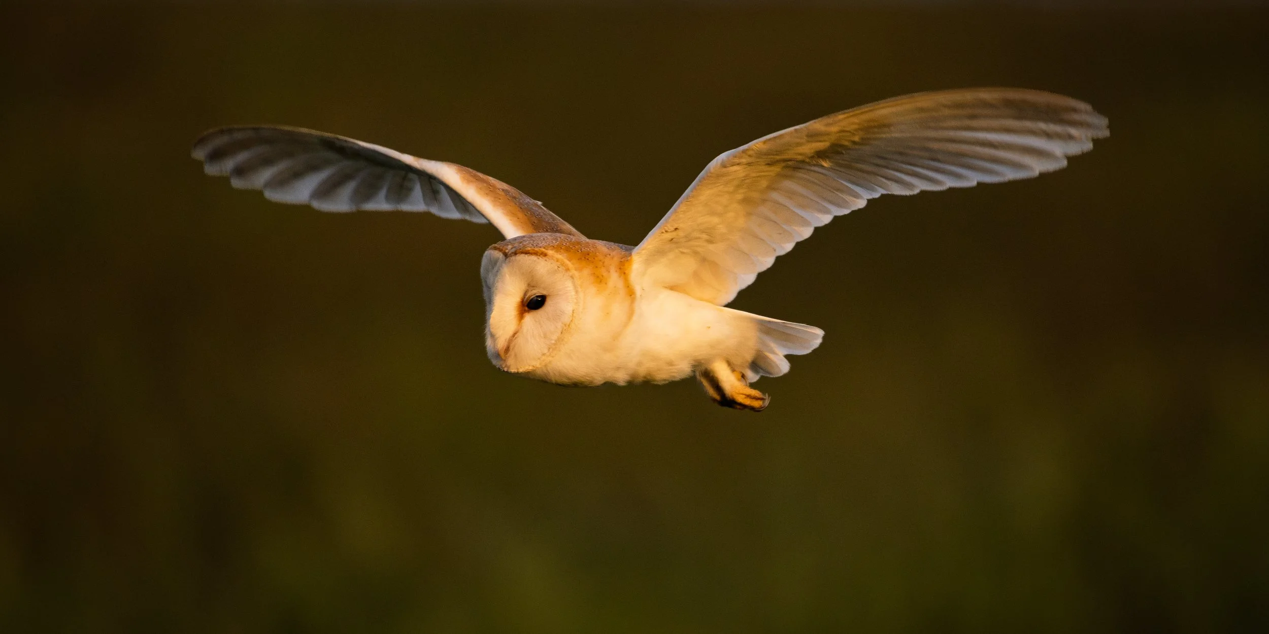 Quartering Barn Owl in South Purbeck around wood pasture restoration fields