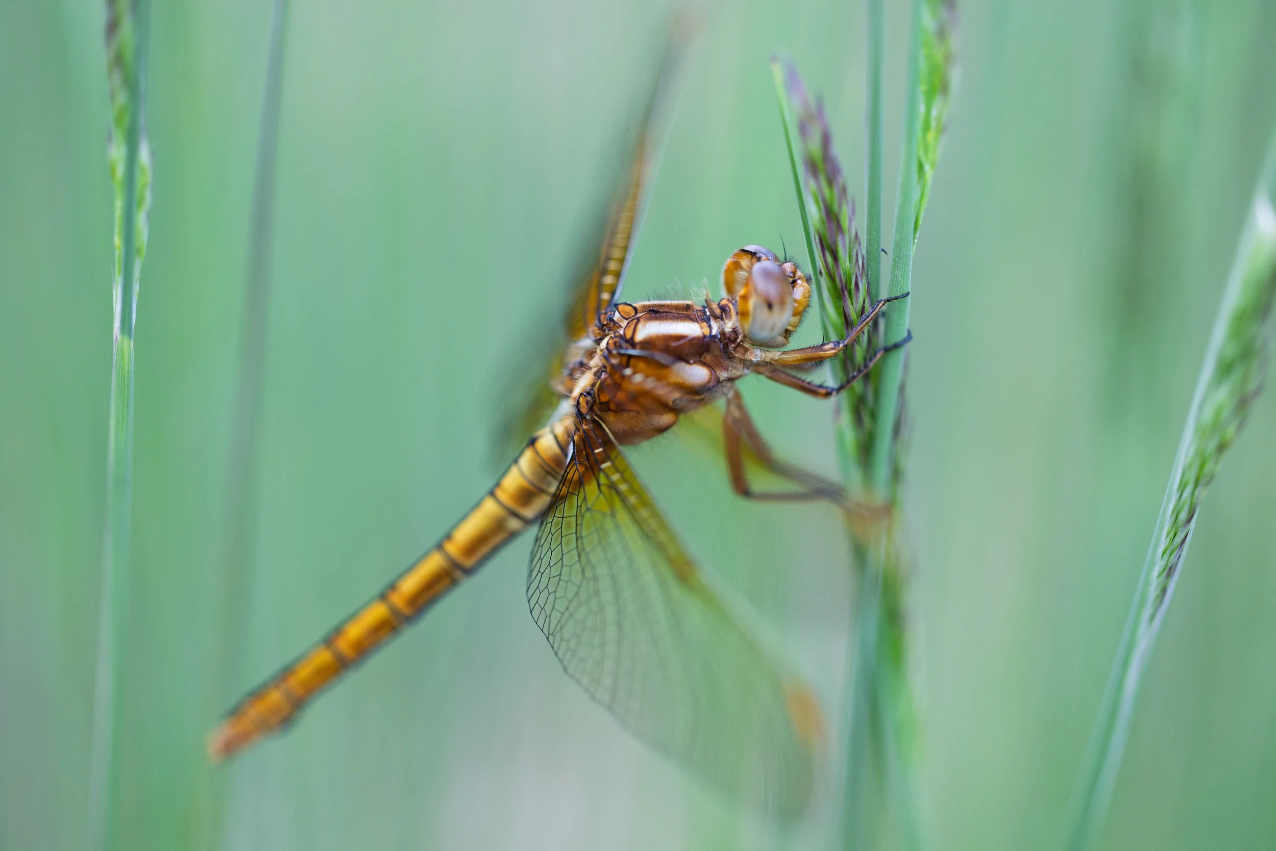 Keeled Skimmer - Purbeck Heaths