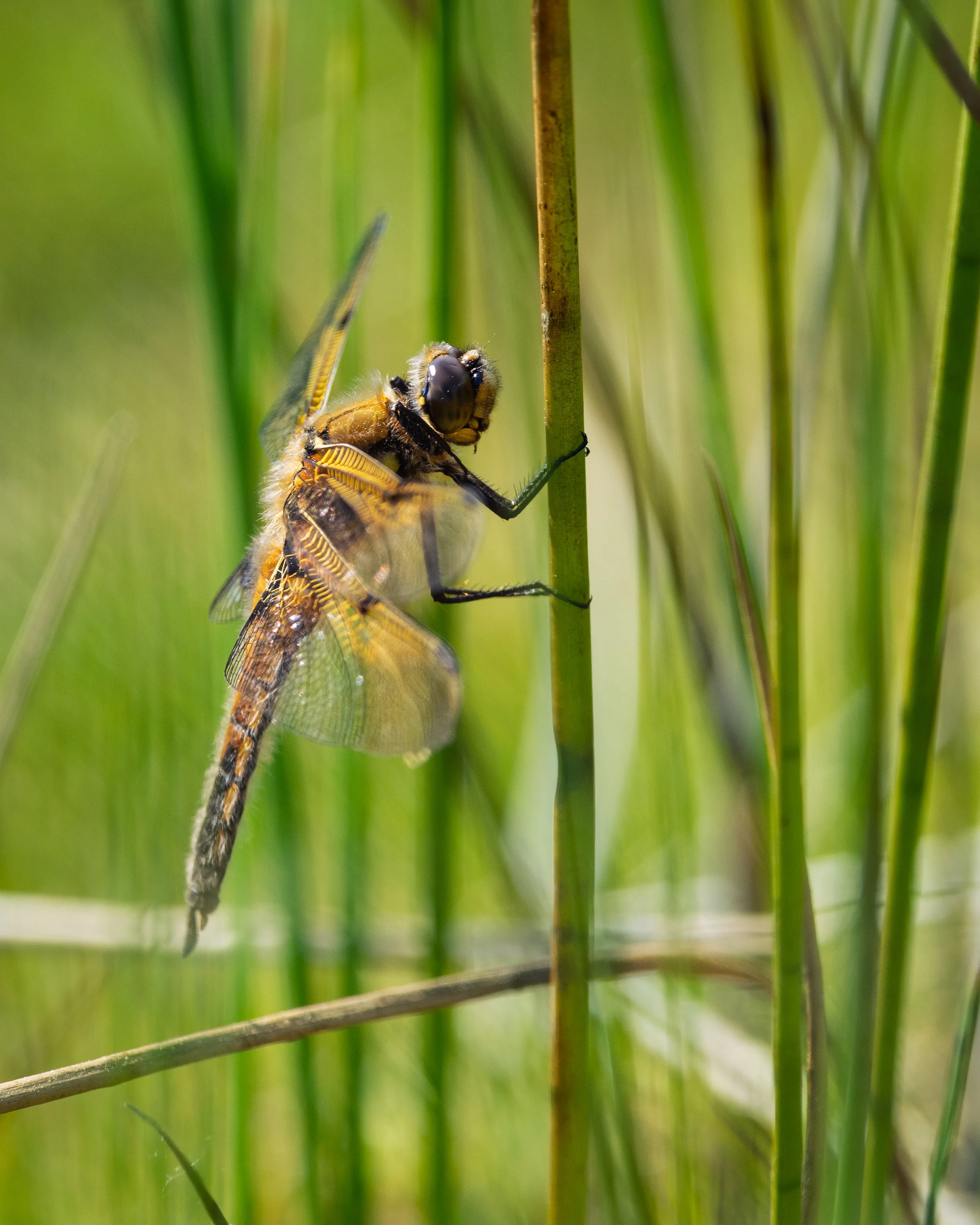 Four-spotted Chaser Dragonfly - Stoborough Heath